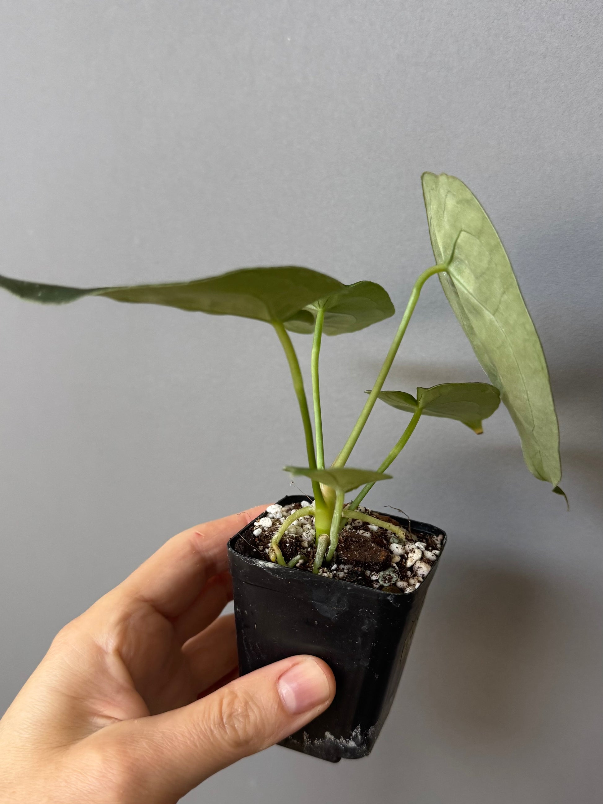 Anthurium forgetii (White Stripes x Dark Form)