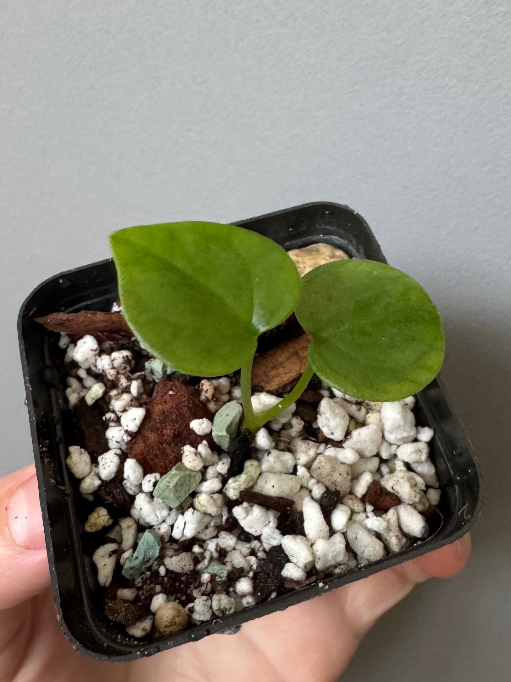 Anthurium ((Midnight Velvet x Red Studd) x NSE CarlaX) x diabloense (seedling #2)
