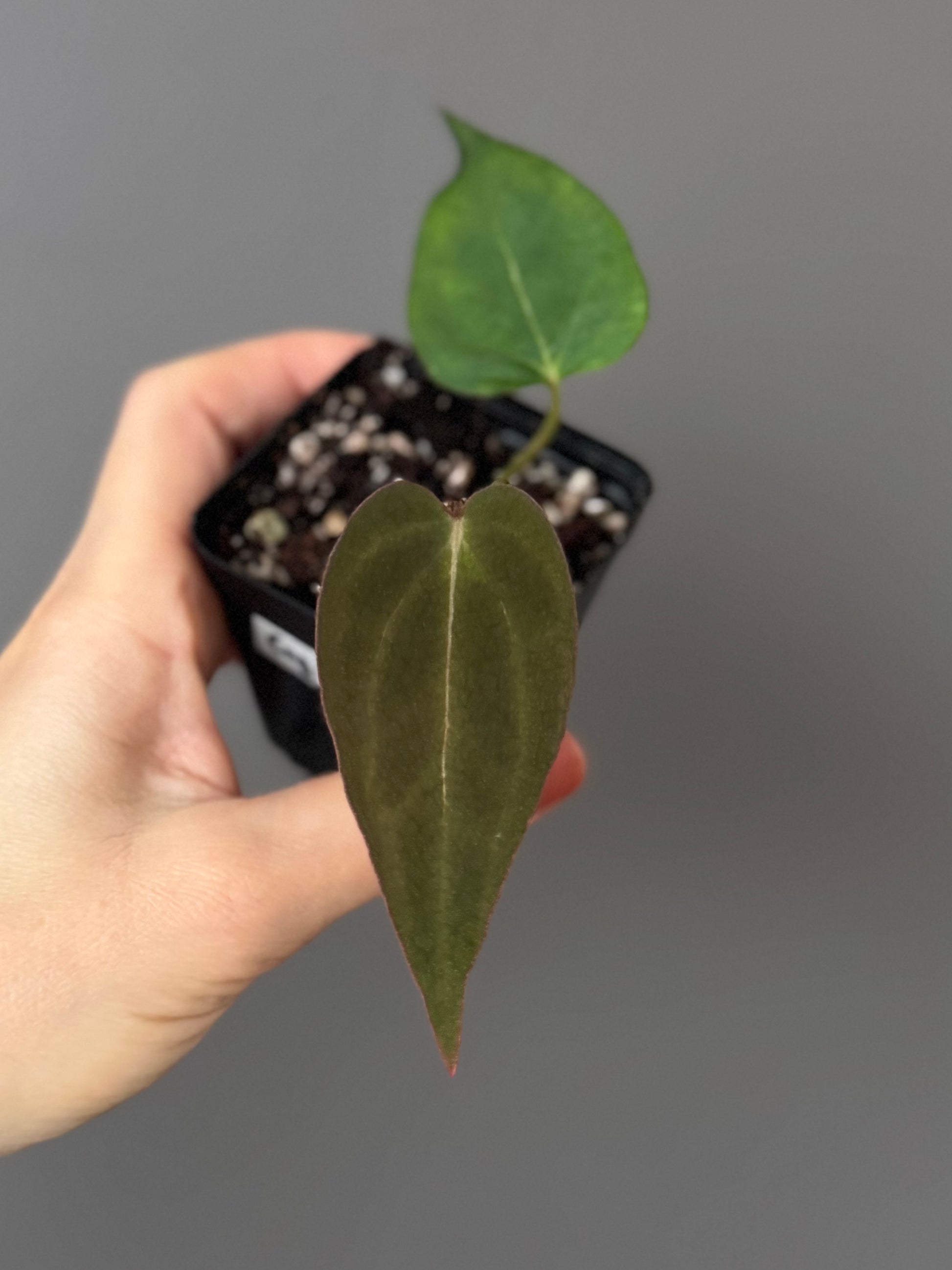 Crystallinum X (Red Crystallinum x NSE Portillae)