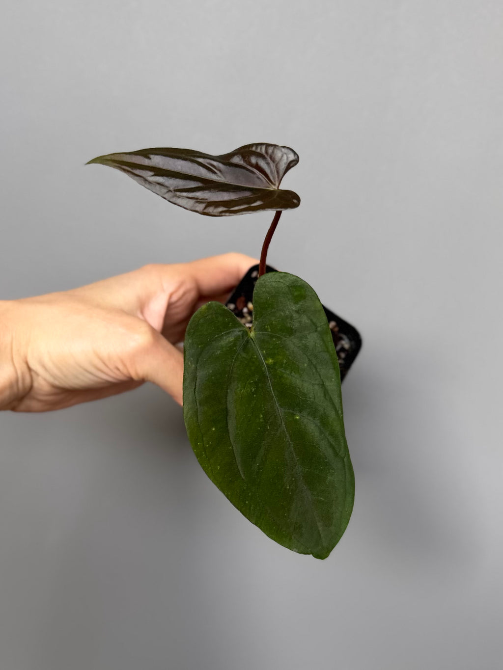 Anthurium Papillilaminum ‘Daniel’ clone