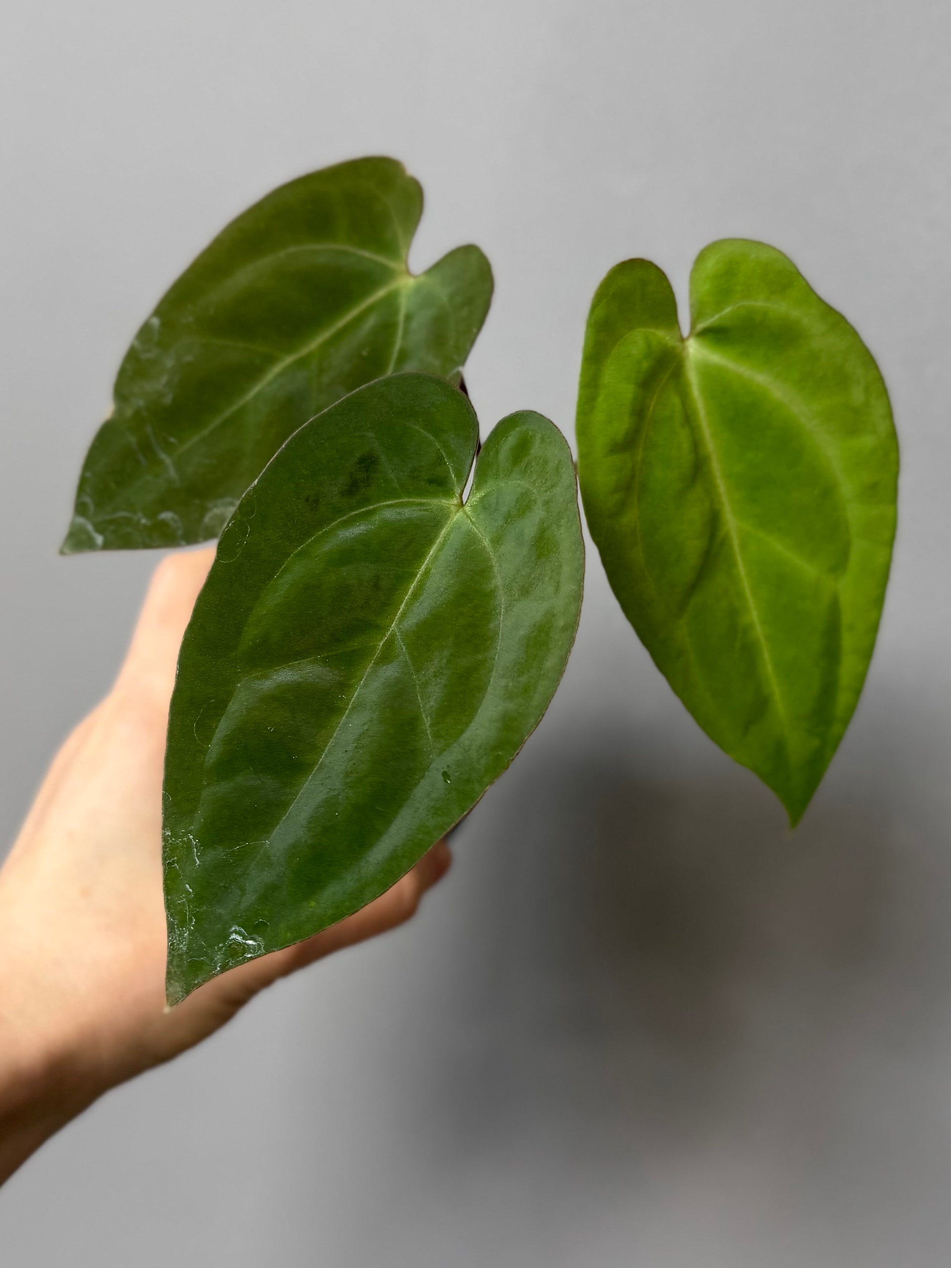 Anthurium crystallinum x papillilaminum
