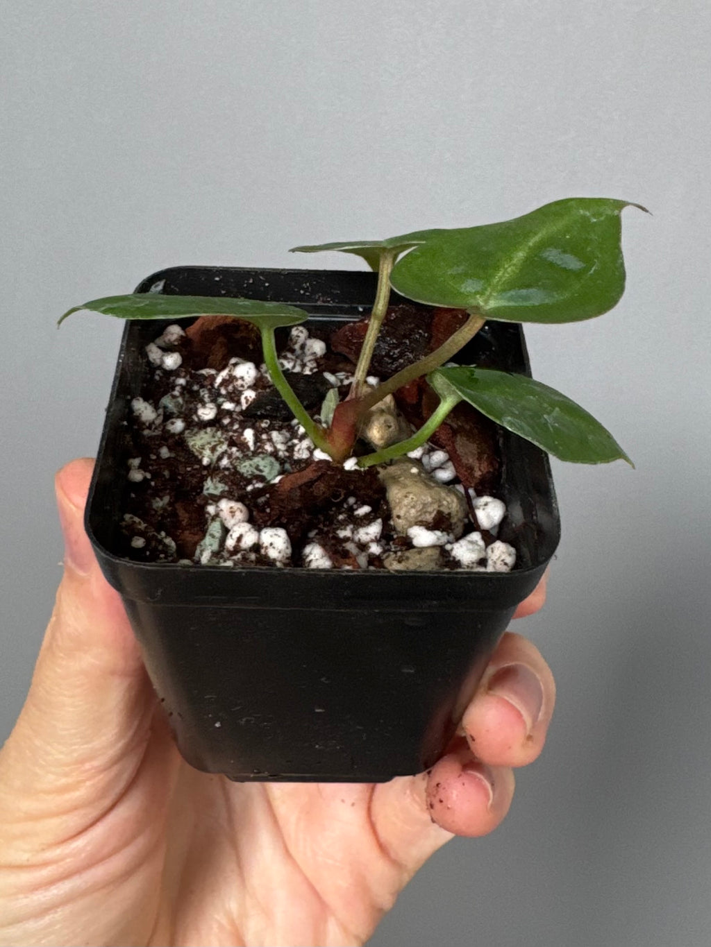 Anthurium ((magnificum x crystallinum) x NoID) X Michelle