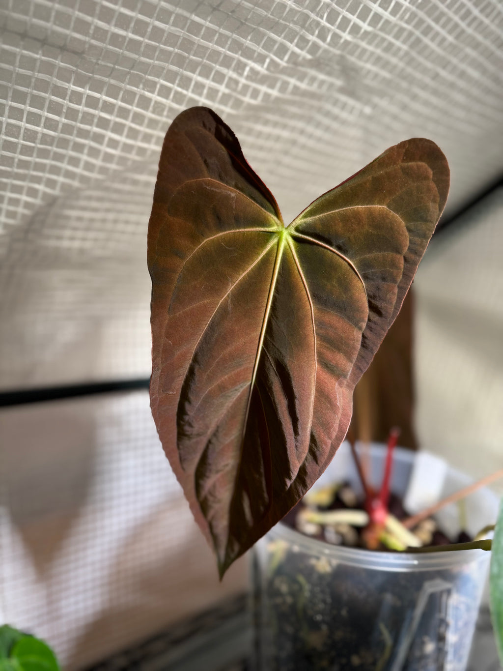 *NEW* Anthurium (NoID x pap Indo) x ((RLFS x Carla) x RVDP) - gekeimte Seeds