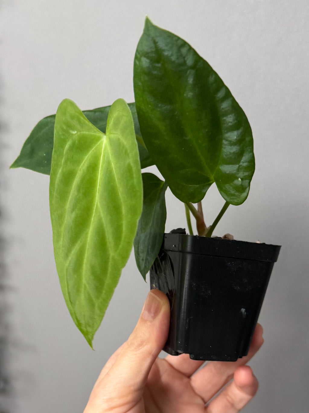 Anthurium (NoID x Papi Indo #2) x  (NoID x Papi Indo #1)
