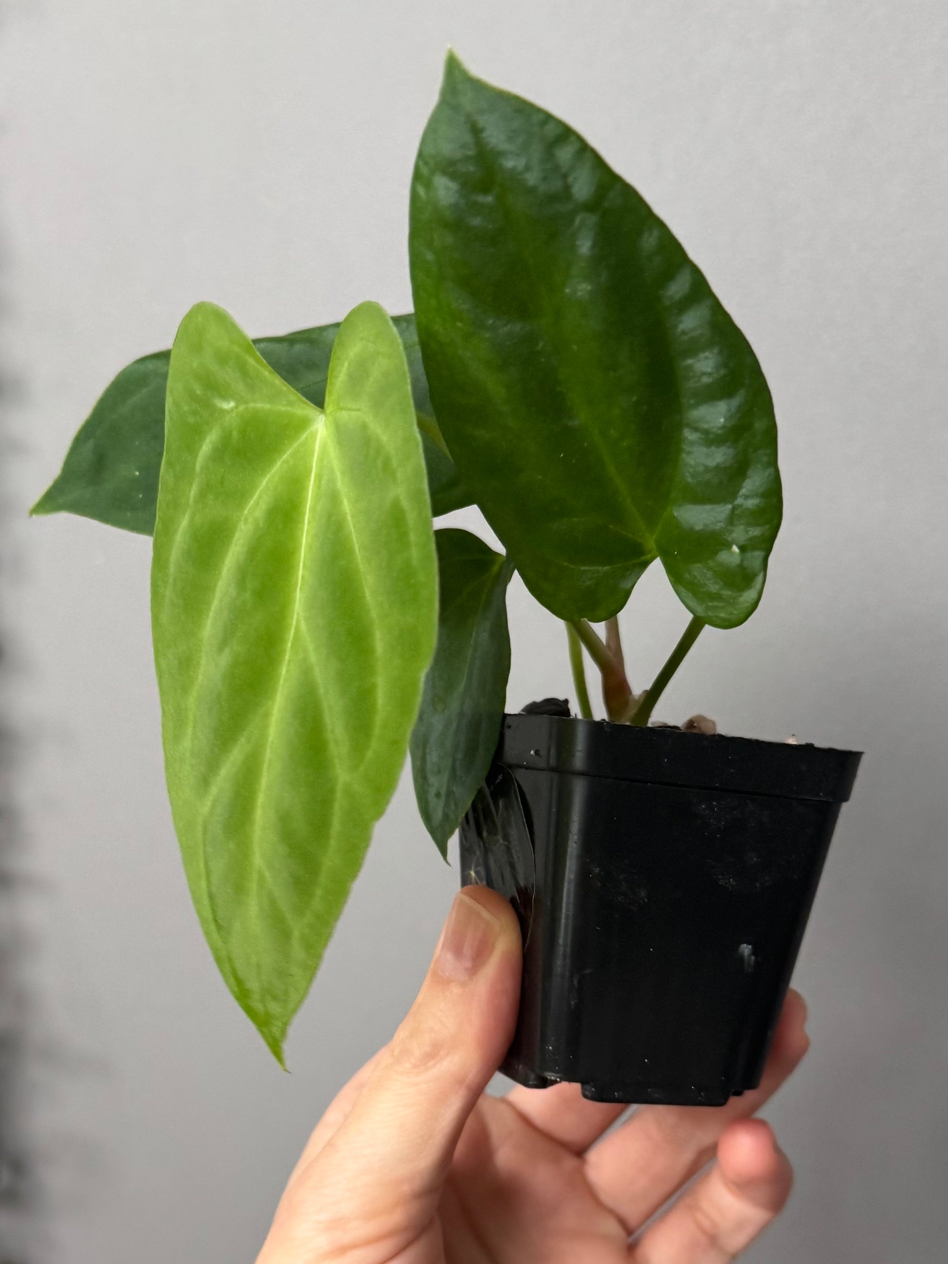 Anthurium (NoID x Papi Indo #2) x  (NoID x Papi Indo #1)