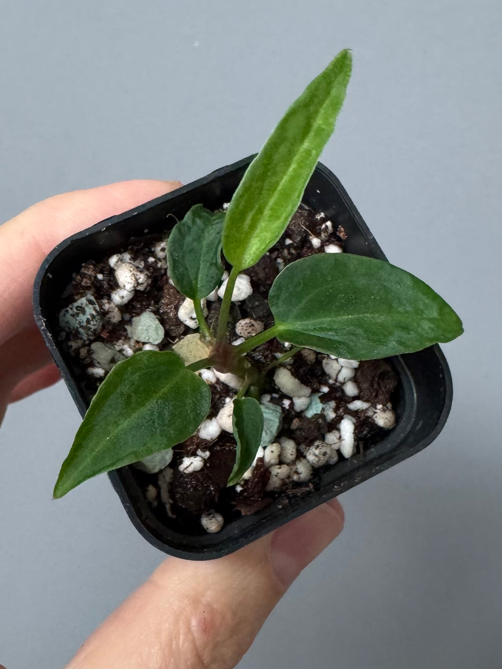 Anthurium ((magnificum x crystallinum) x NoID) X Papillilaminum - mutation 1