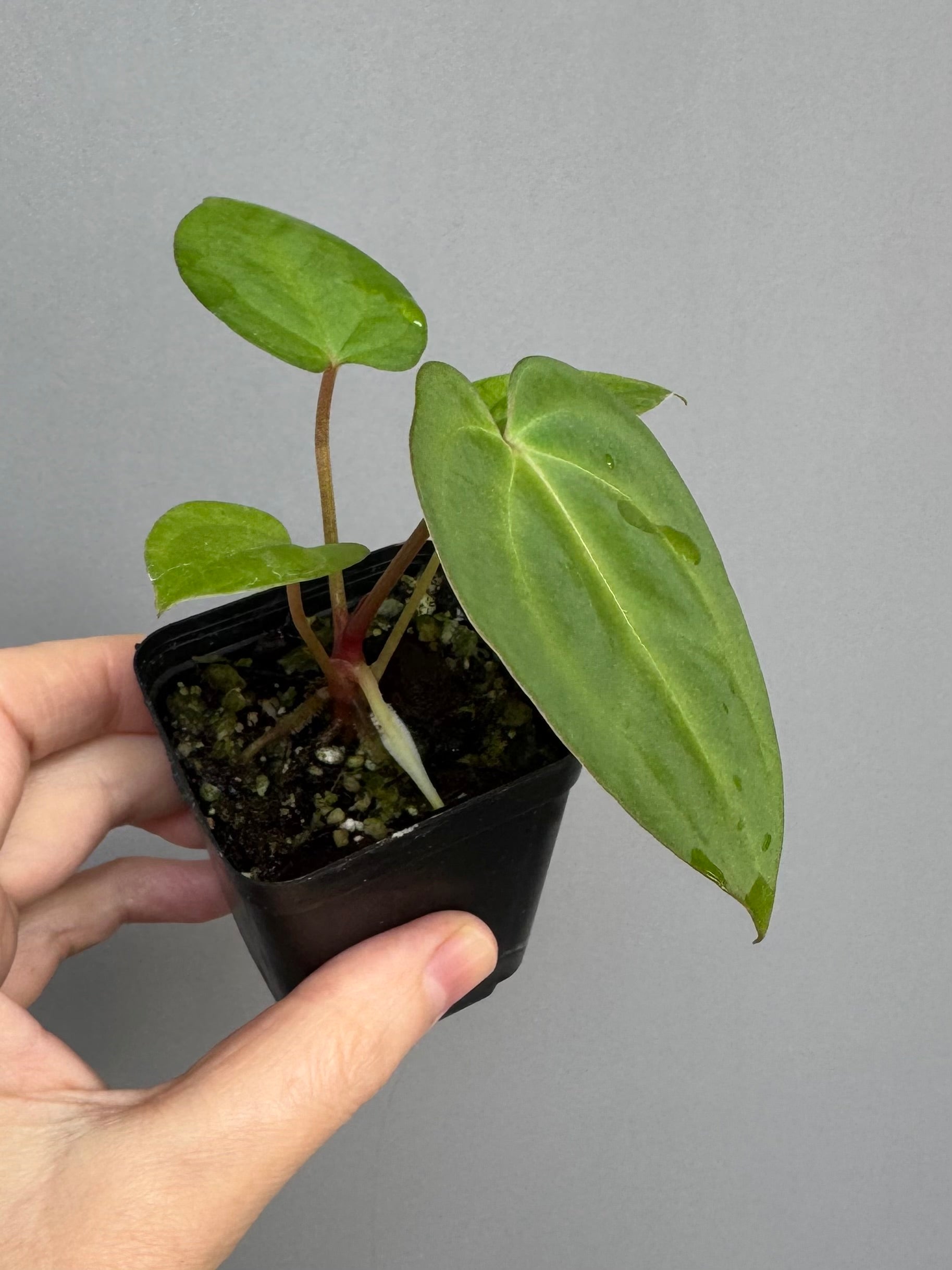 Anthurium papillilaminum x besseae aff.