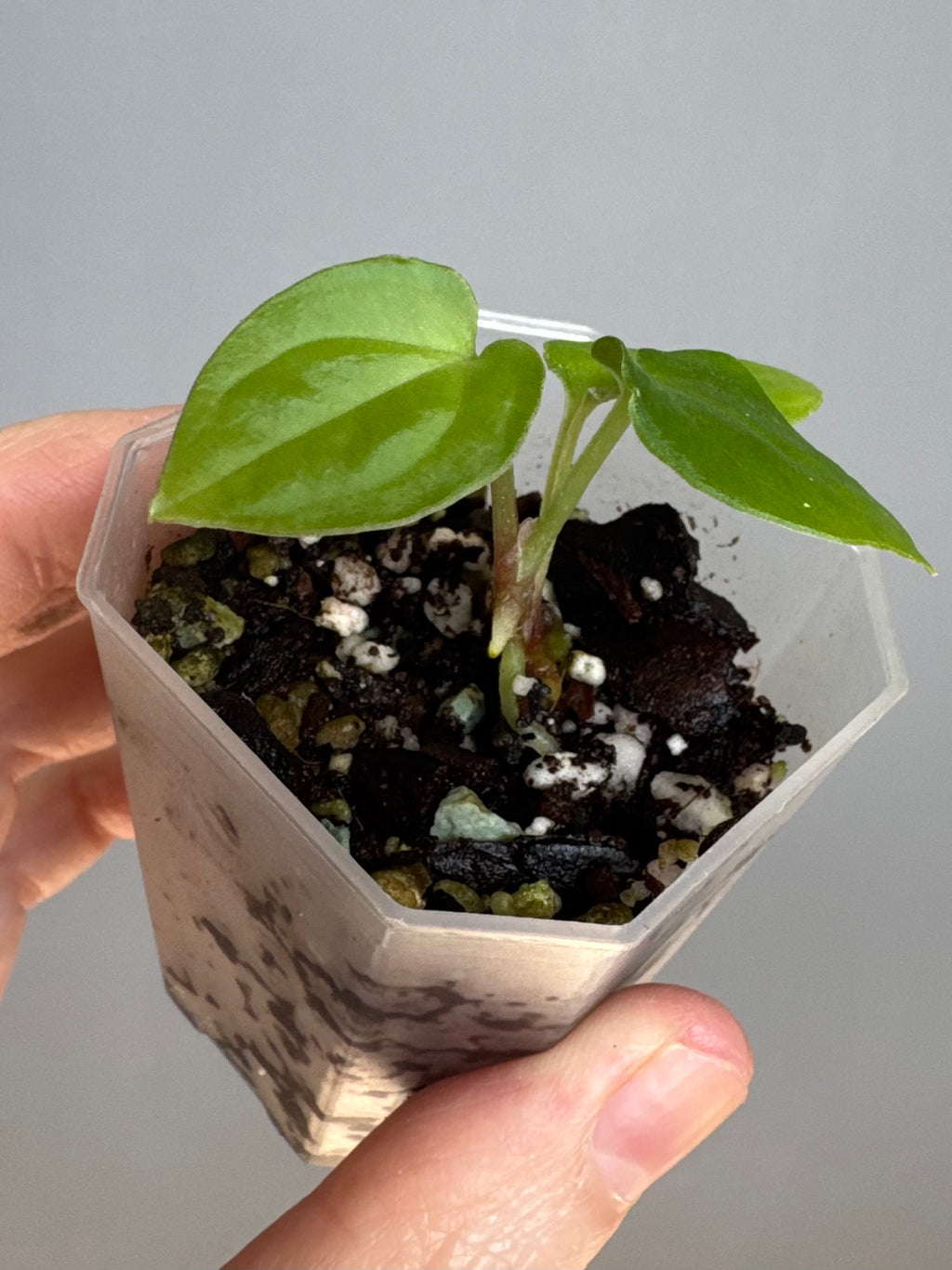 Anthurium BVEP x (Red Crystallinum x BVEP) (by 4aroids)
