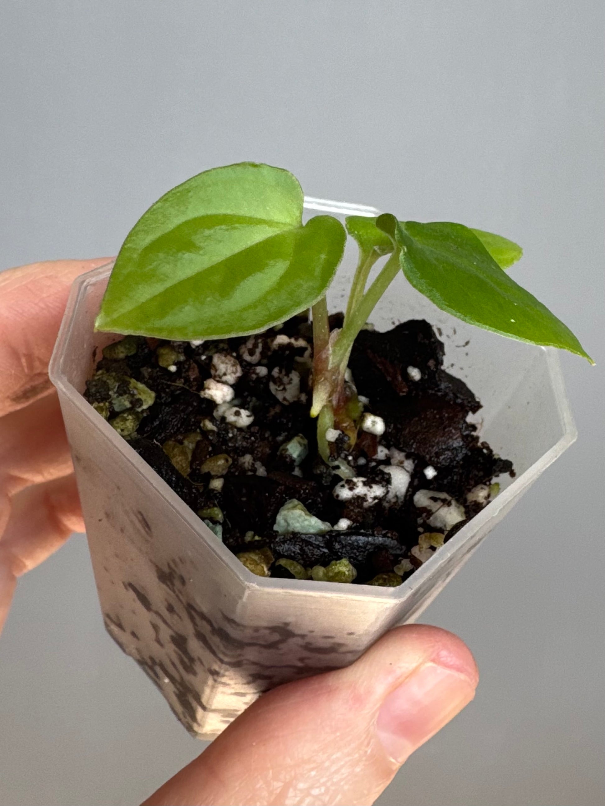 Anthurium BVEP x (Red Crystallinum x BVEP) (by 4aroids)