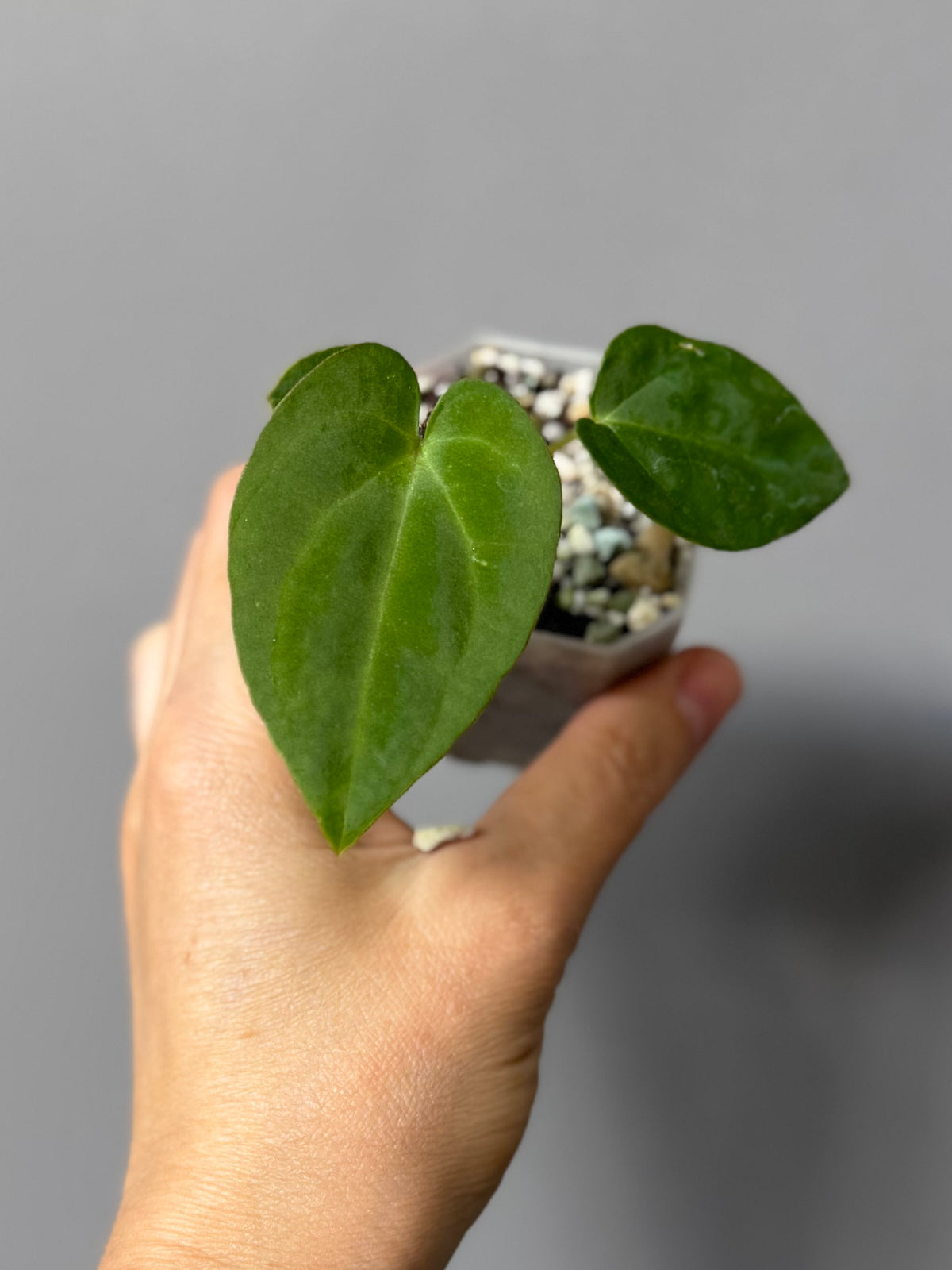 Anthurium carlablackiae RA13 x BVEP OG1 (#2)
