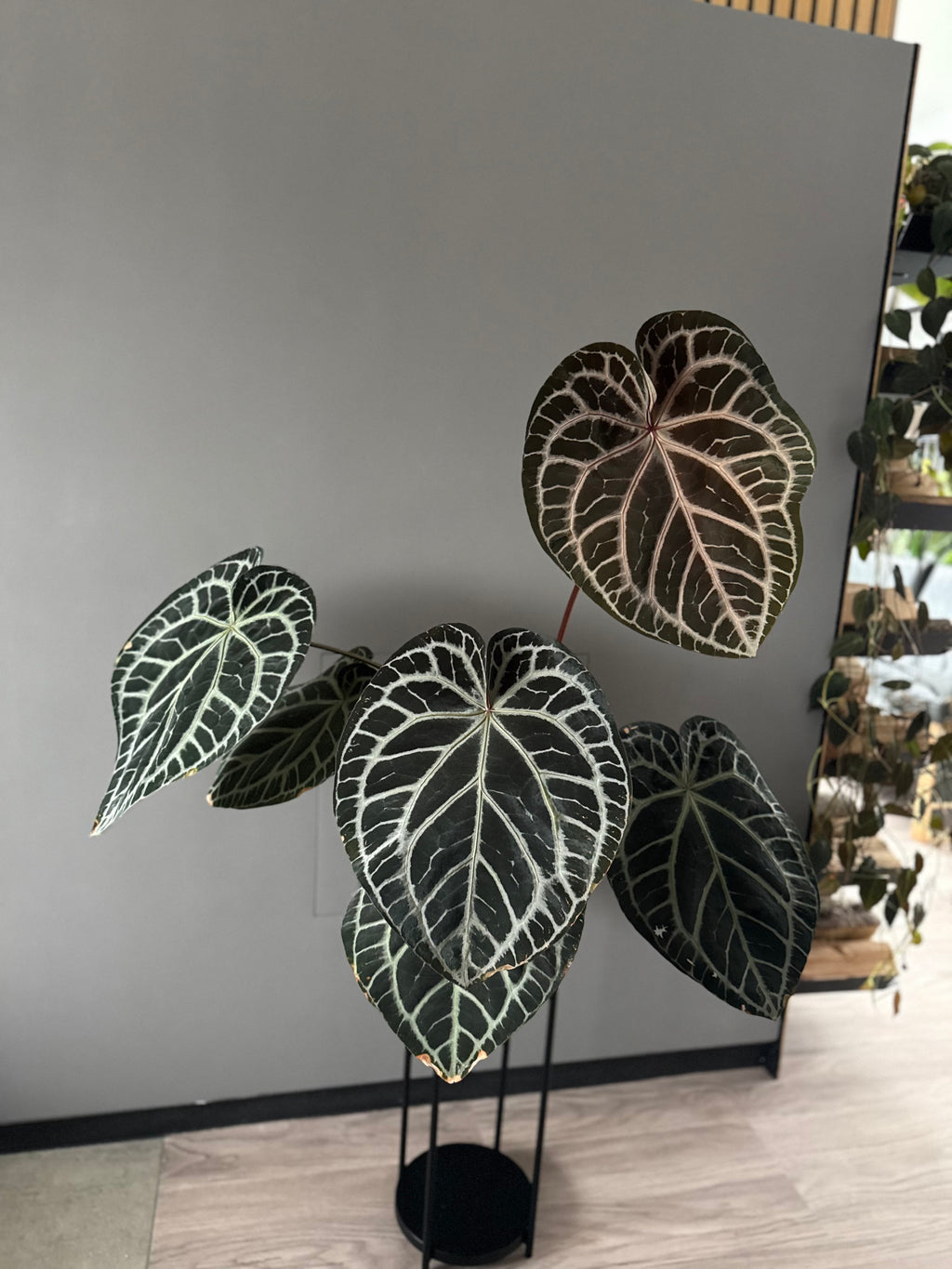 Anthurium Crystallinum Select Color x M