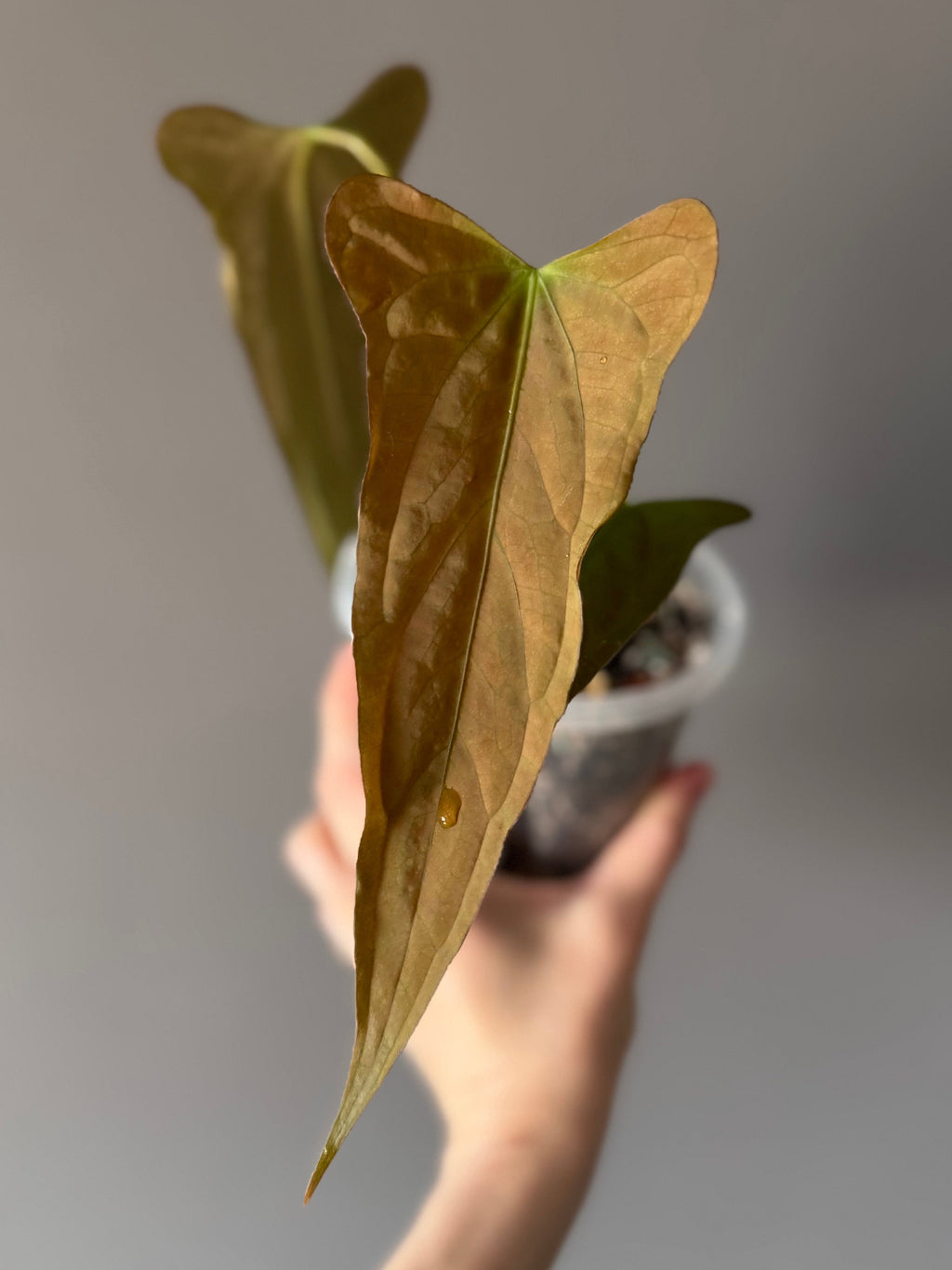 Anthurium Subsignatum Velvet x Ralph Lynam clone (#1) (by mathiuxaroid)