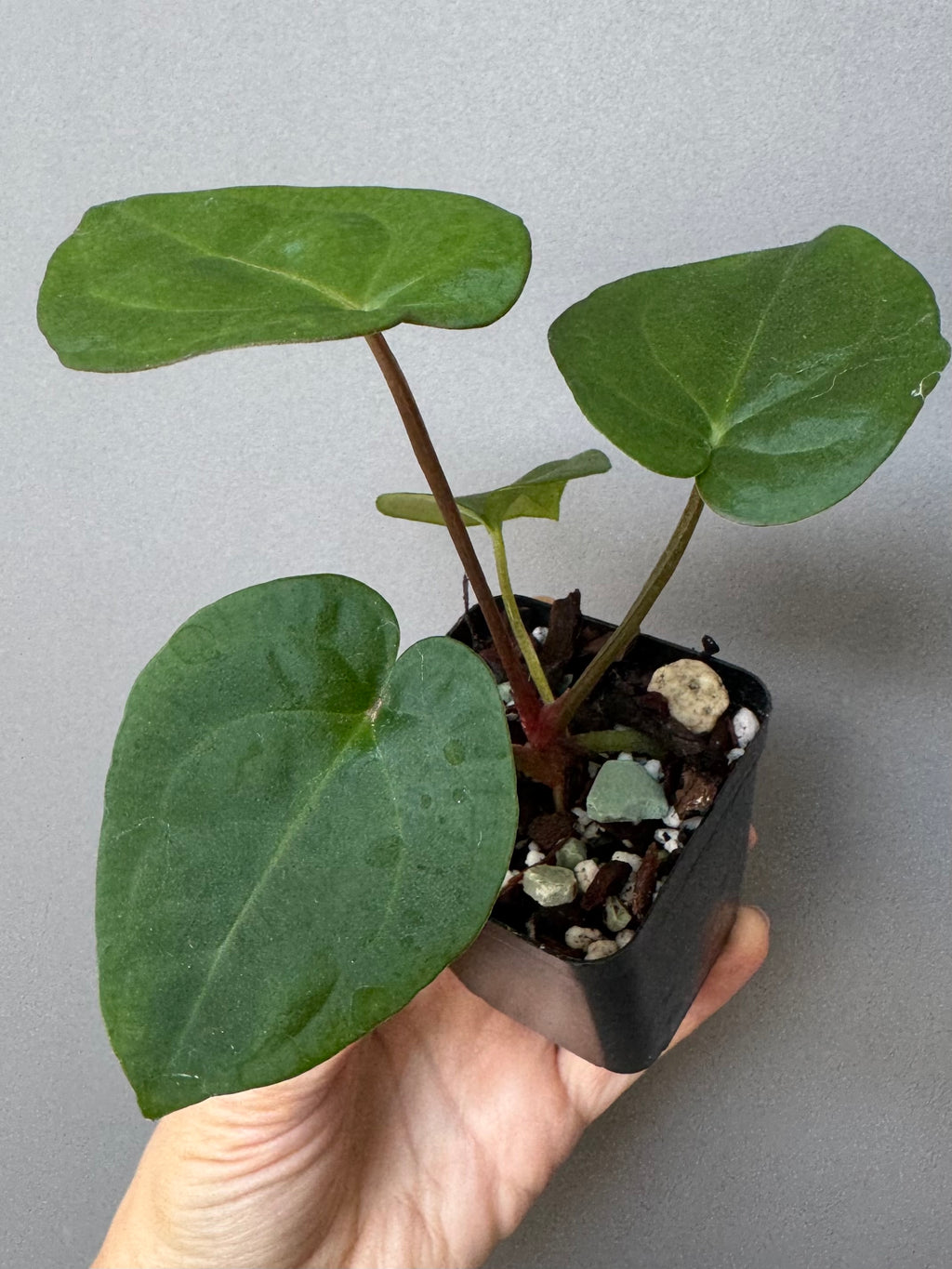 Anthurium (NSE Red Crystallinum x Carla) x RVDP