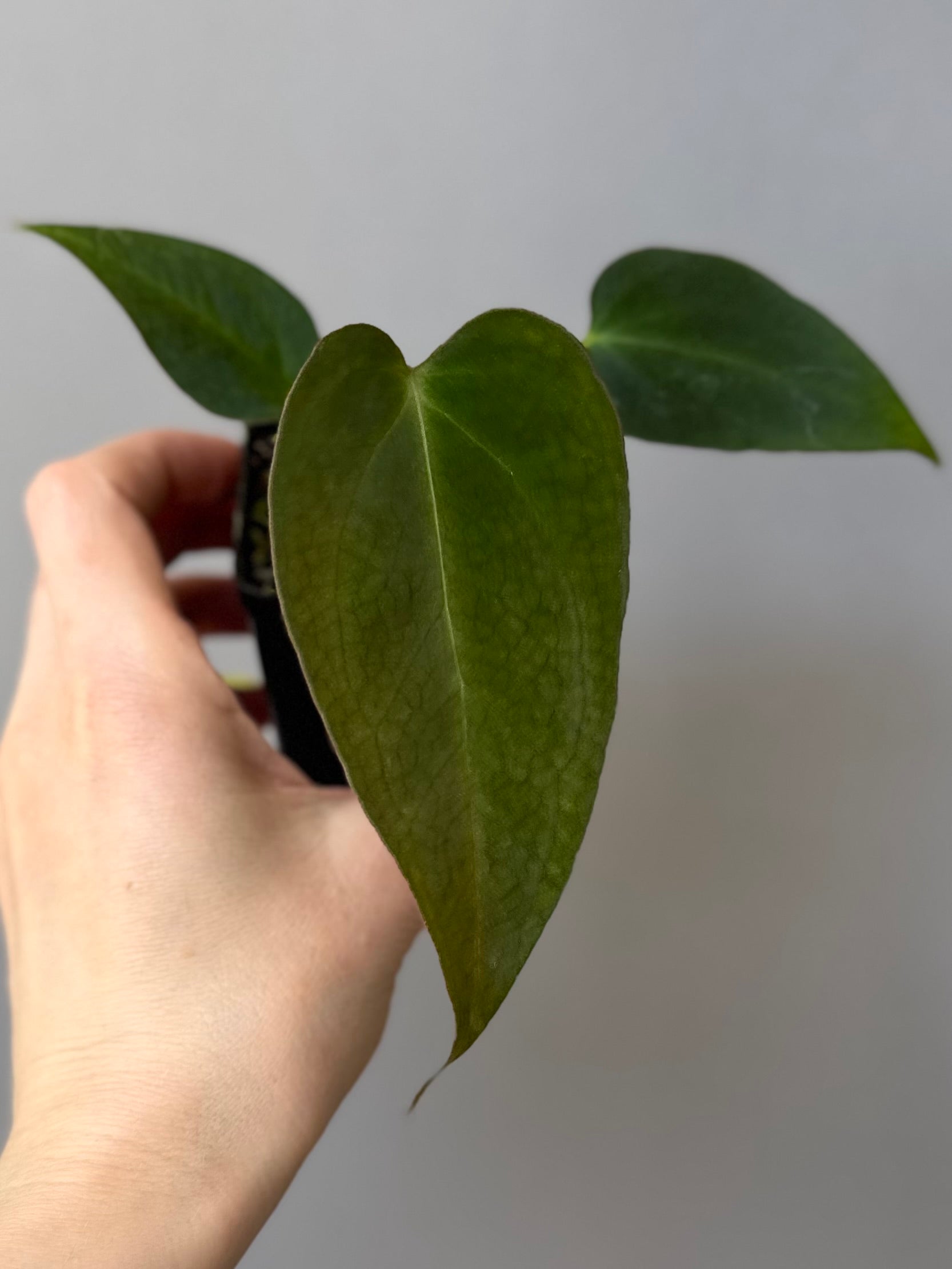 Anthurium (MagCrystal x NoID) x Papillilaminum