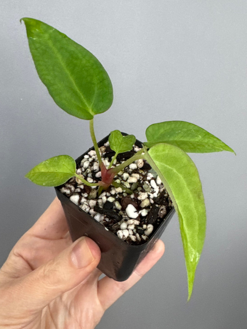 Anthurium (MagCrystal x NoID) x Papillilaminum
