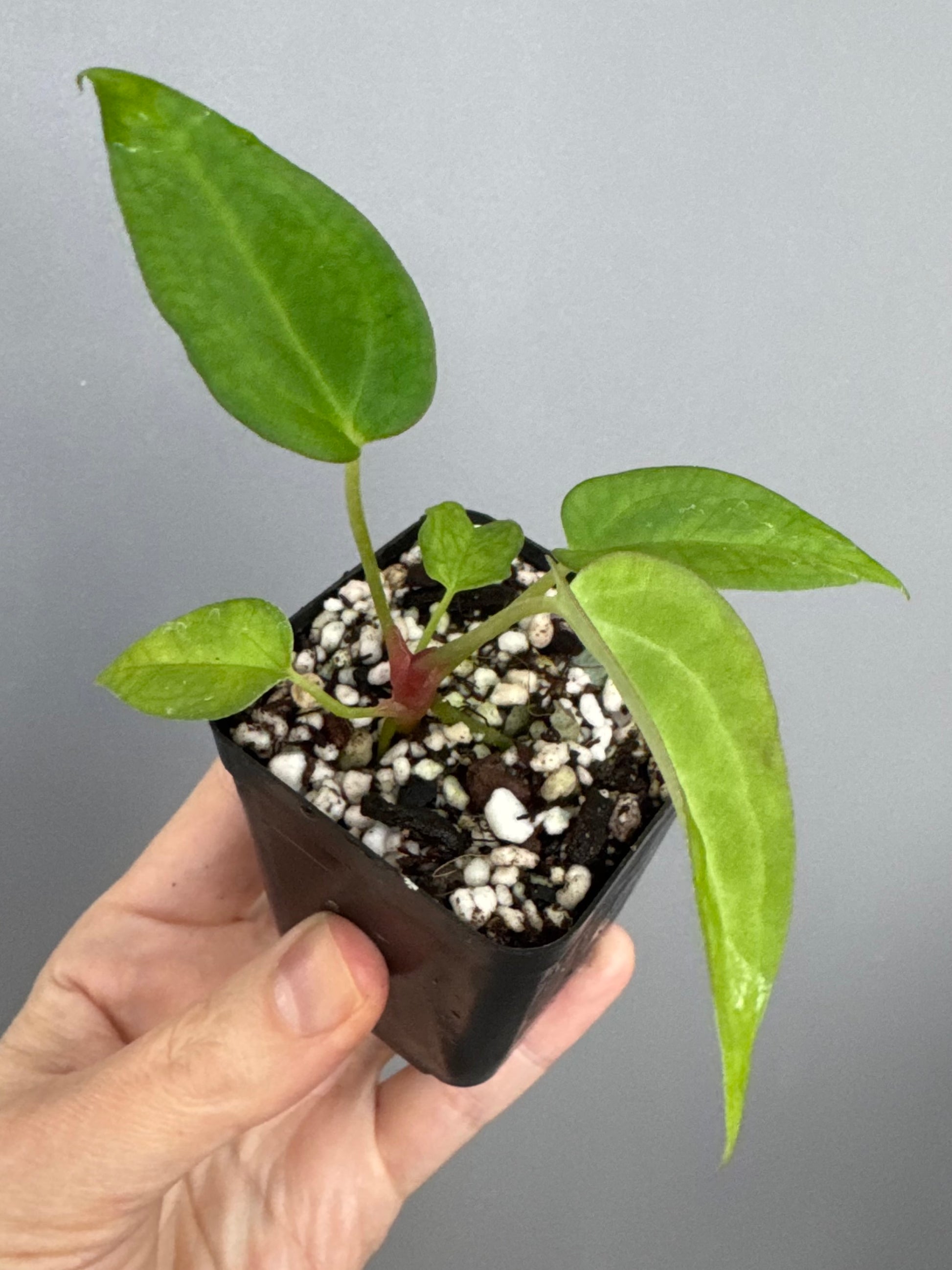 Anthurium (MagCrystal x NoID) x Papillilaminum