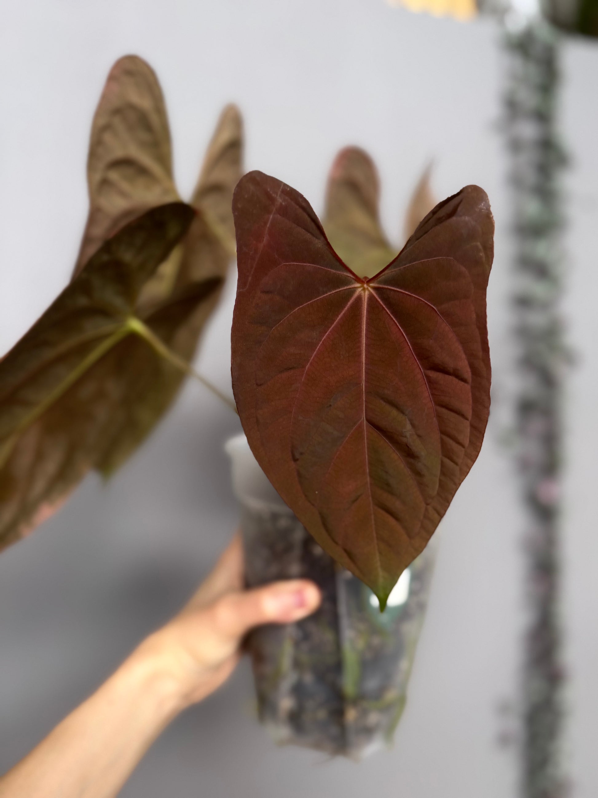 Anthurium Forgetii Hybrid x (Fort Sherman x RVDP) - germinated seeds