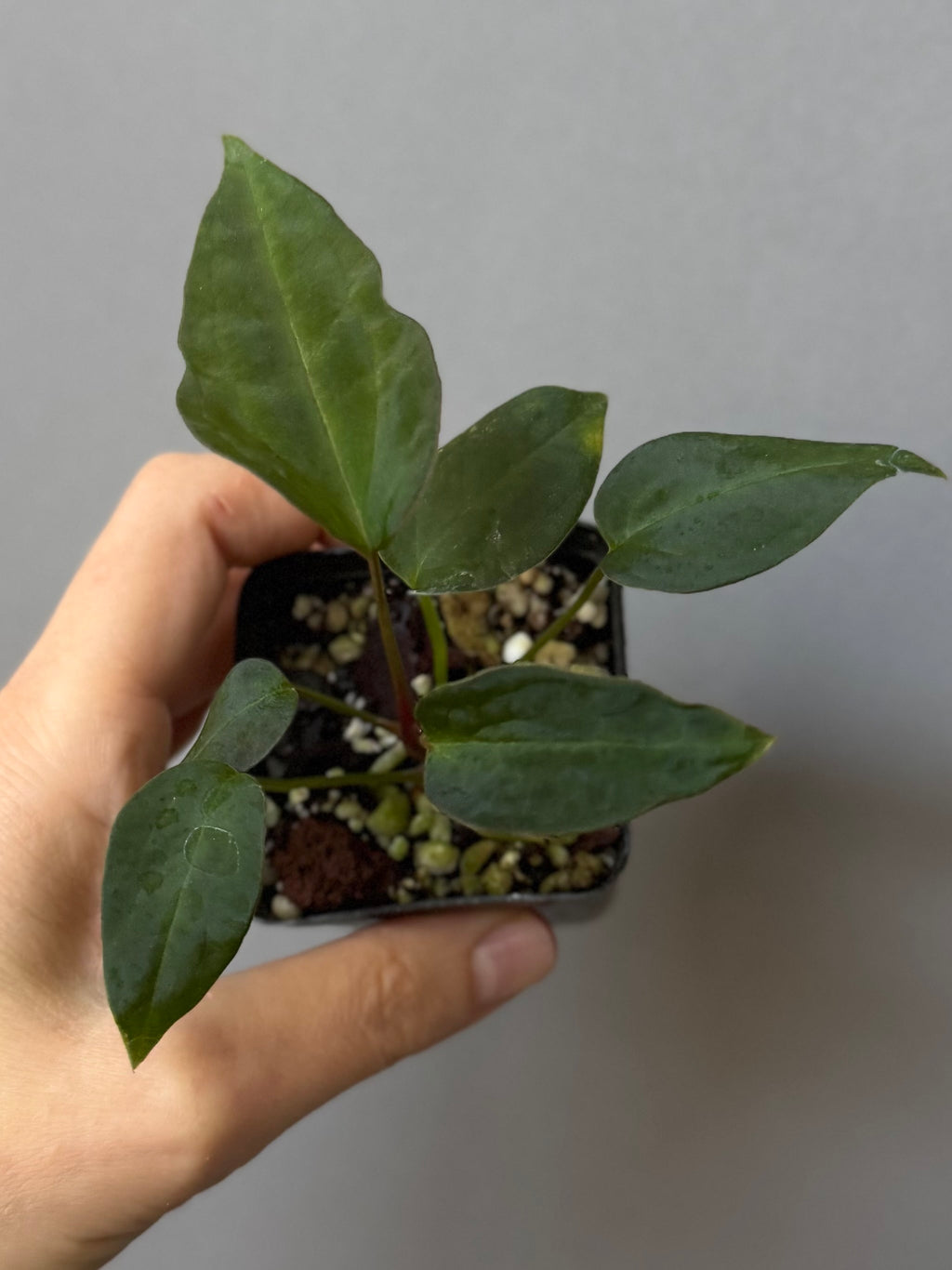 Anthurium (MagCrystal x NoID) x Papillilaminum