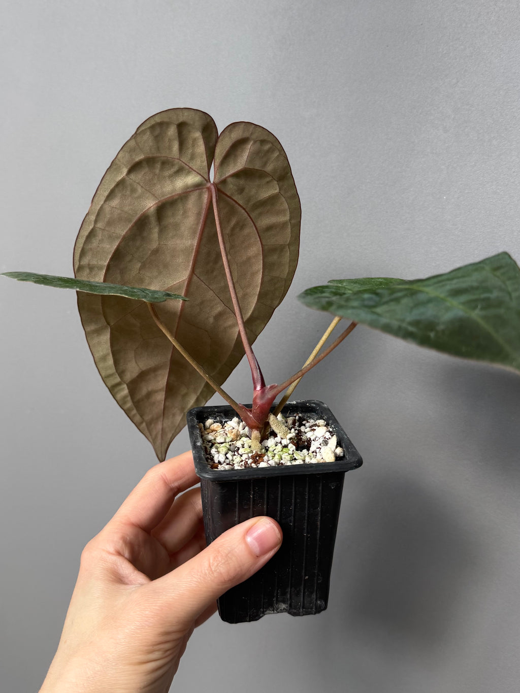 Anthurium papillilaminum x Michelle