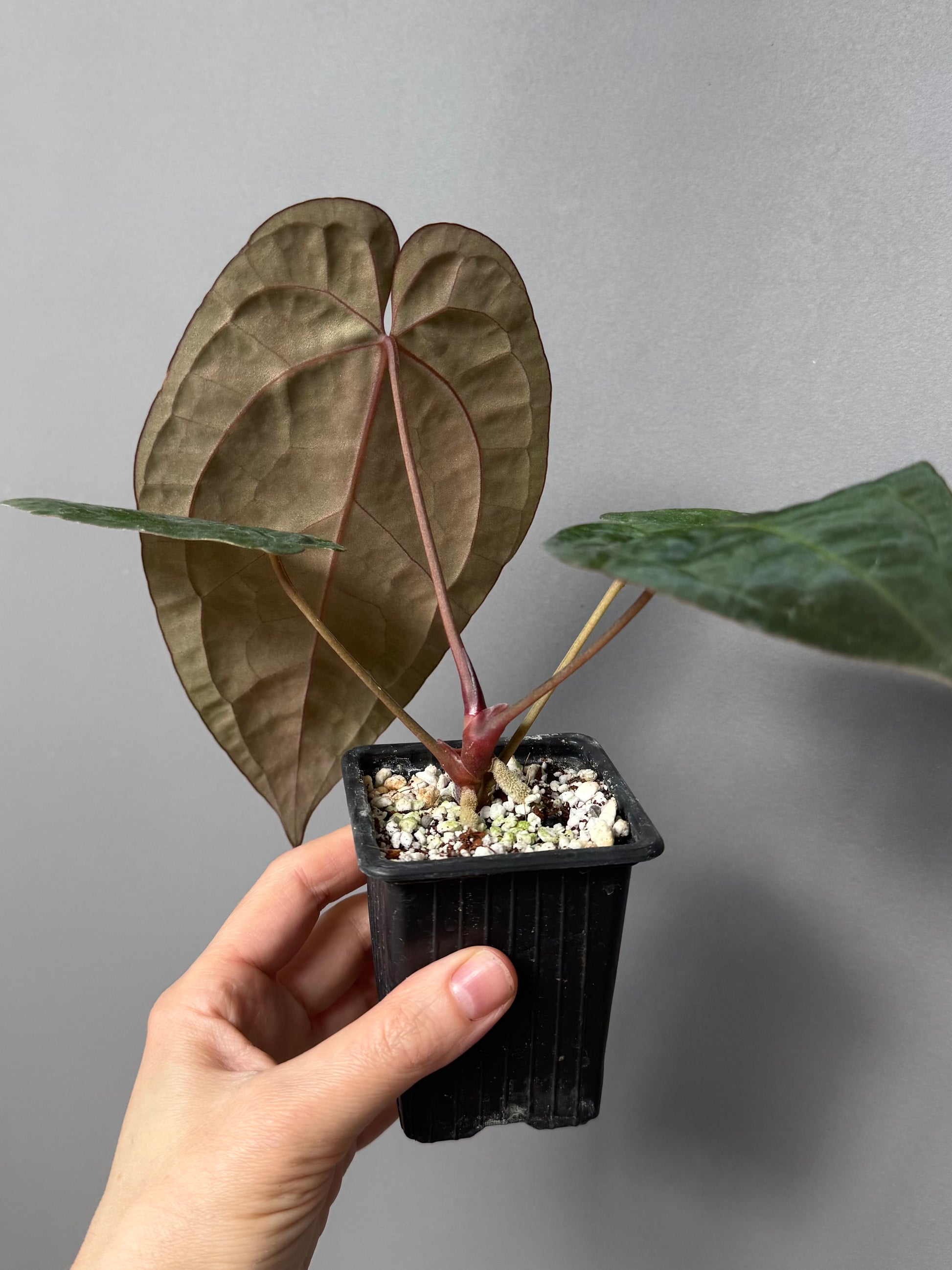 Anthurium papillilaminum x Michelle