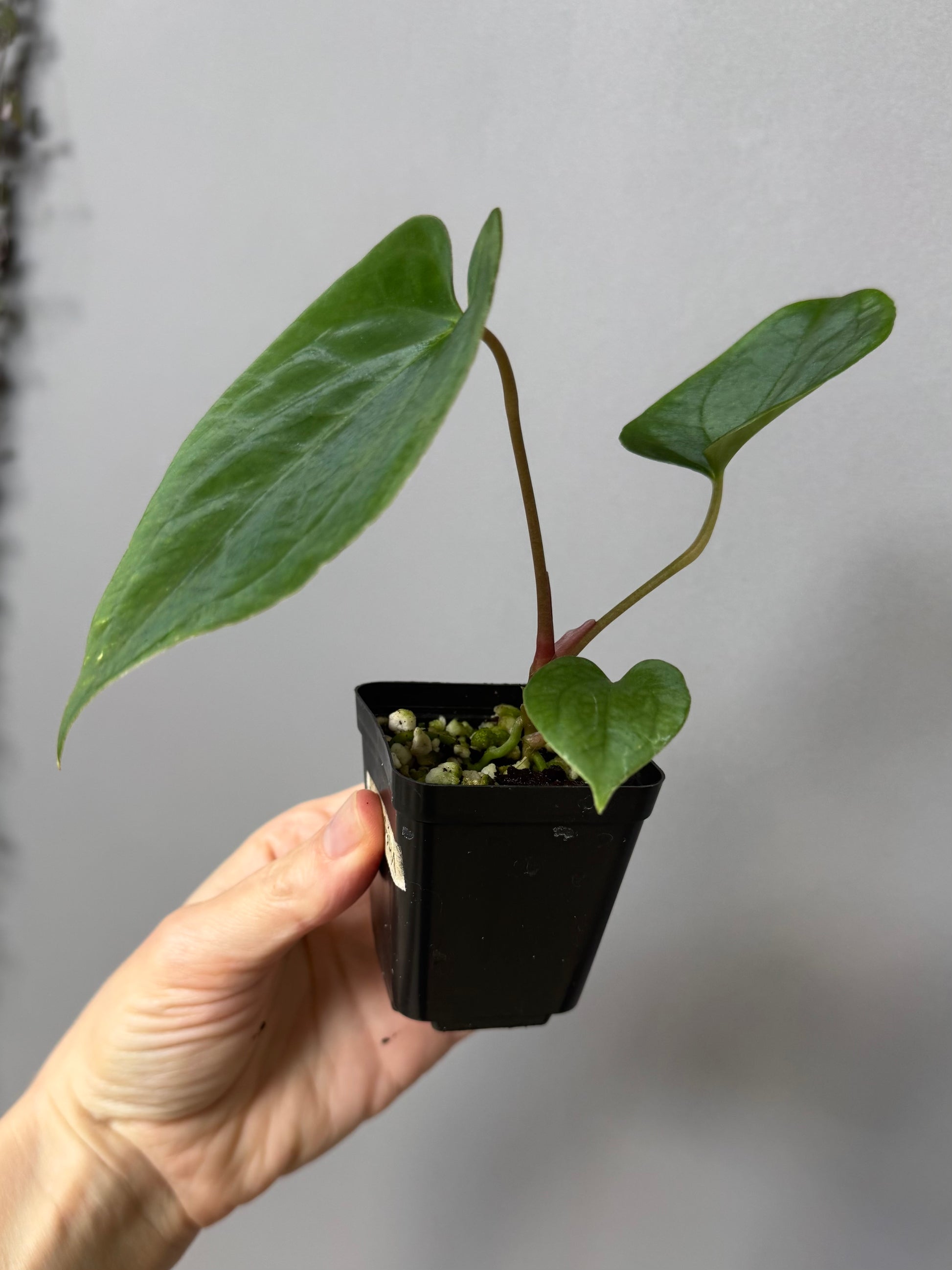 Anthurium (BVEP x portillae ‚Dorito‘) X papillilaminum H1 (by 4aroids)