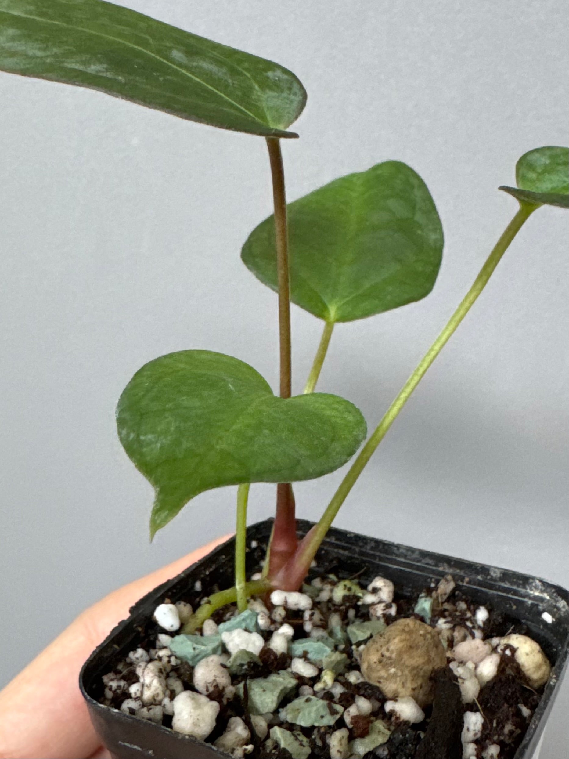 Anthurium (MagCrystal x NoID) x Papillilaminum