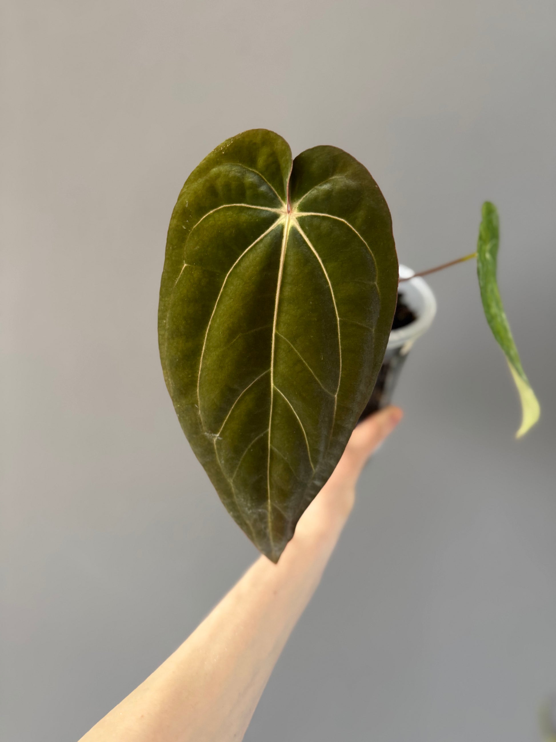 Anthurium carlablackiae RA13 x BVEP OG1 (#1) - cutting