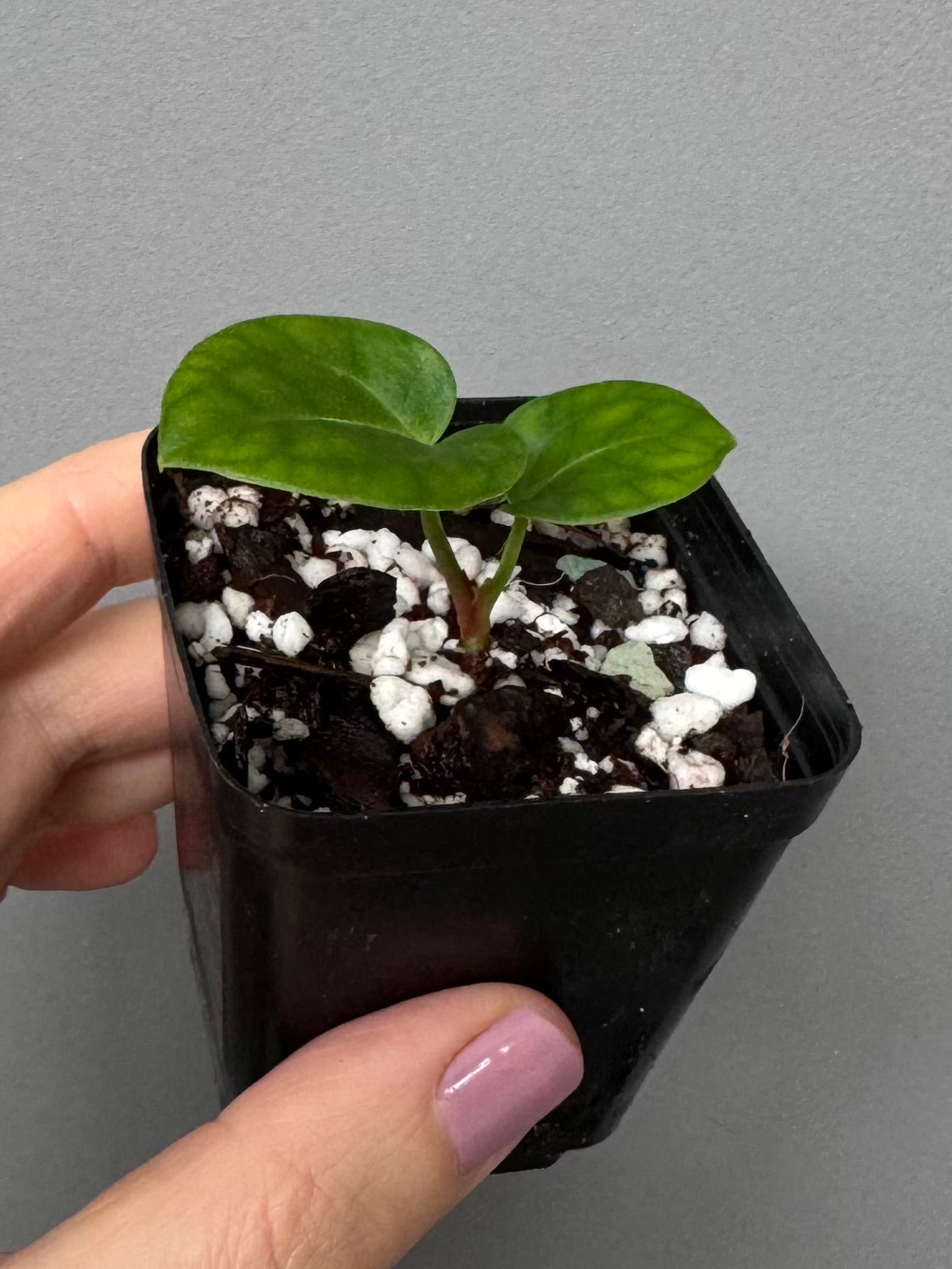 Anthurium (Complex HU hybrid) x NSE Carlablackiae