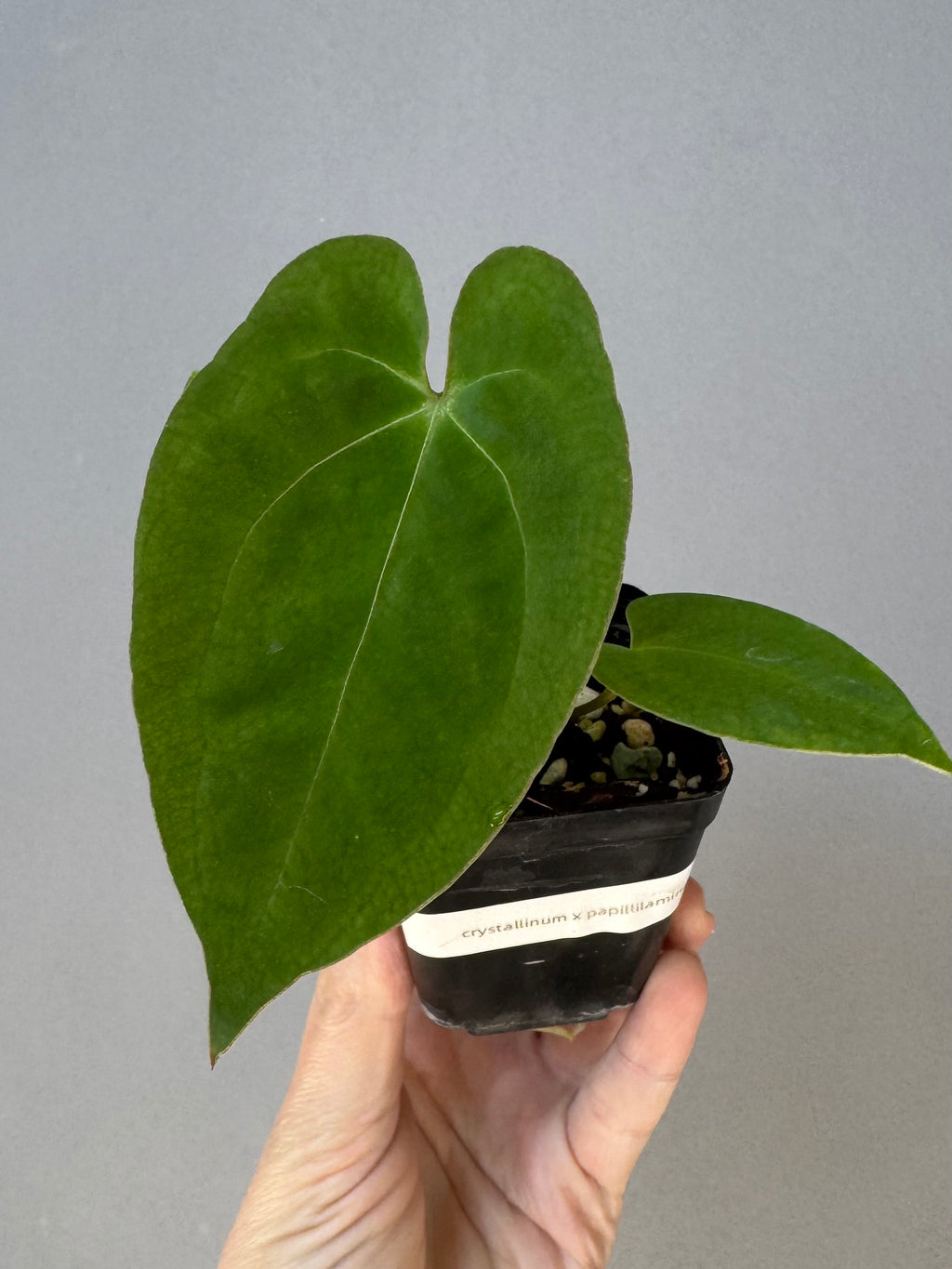Anthurium crystallinum x papillilaminum