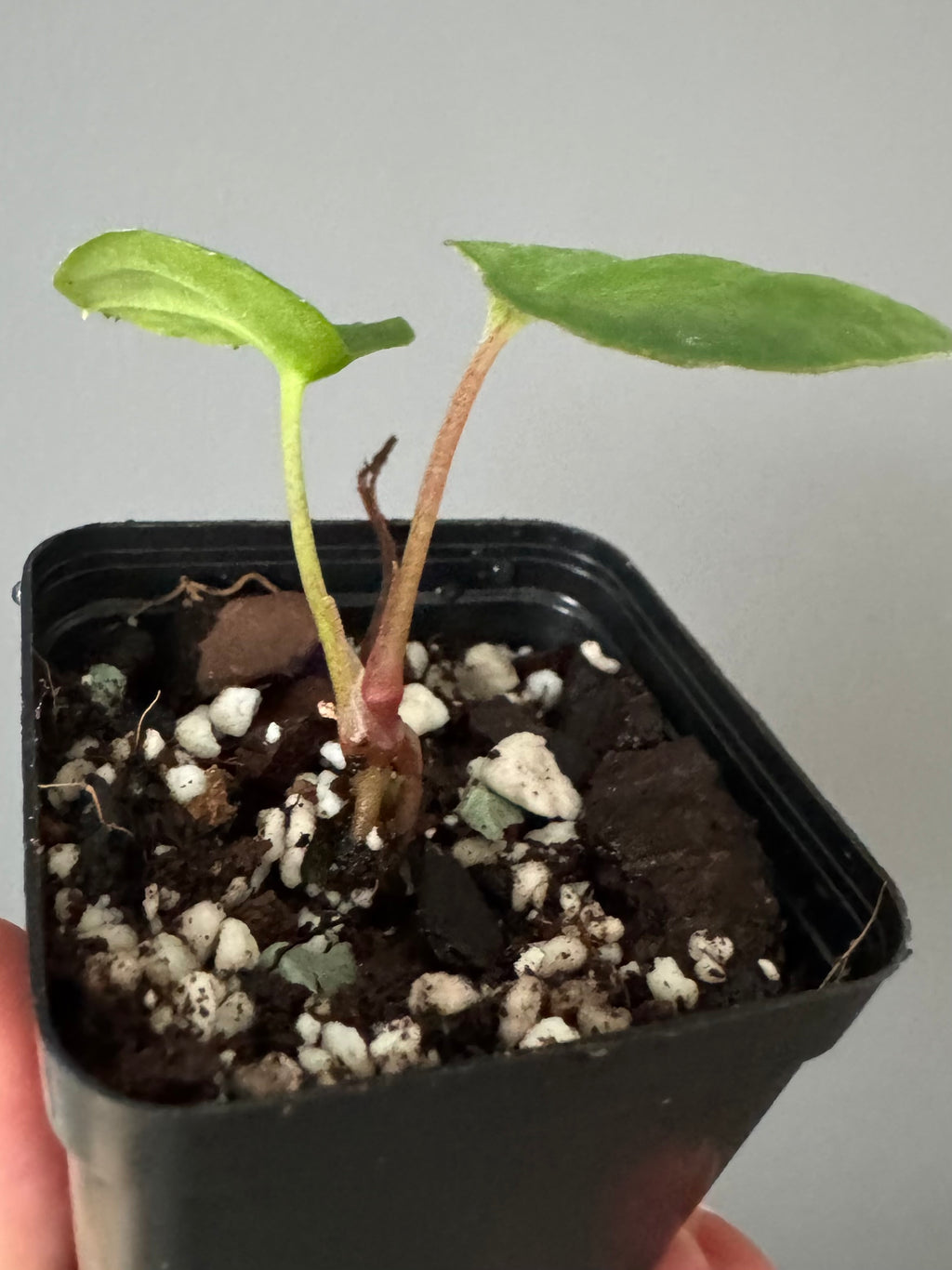 Anthurium Black Besseae aff. x BVEP (Chahrazade)