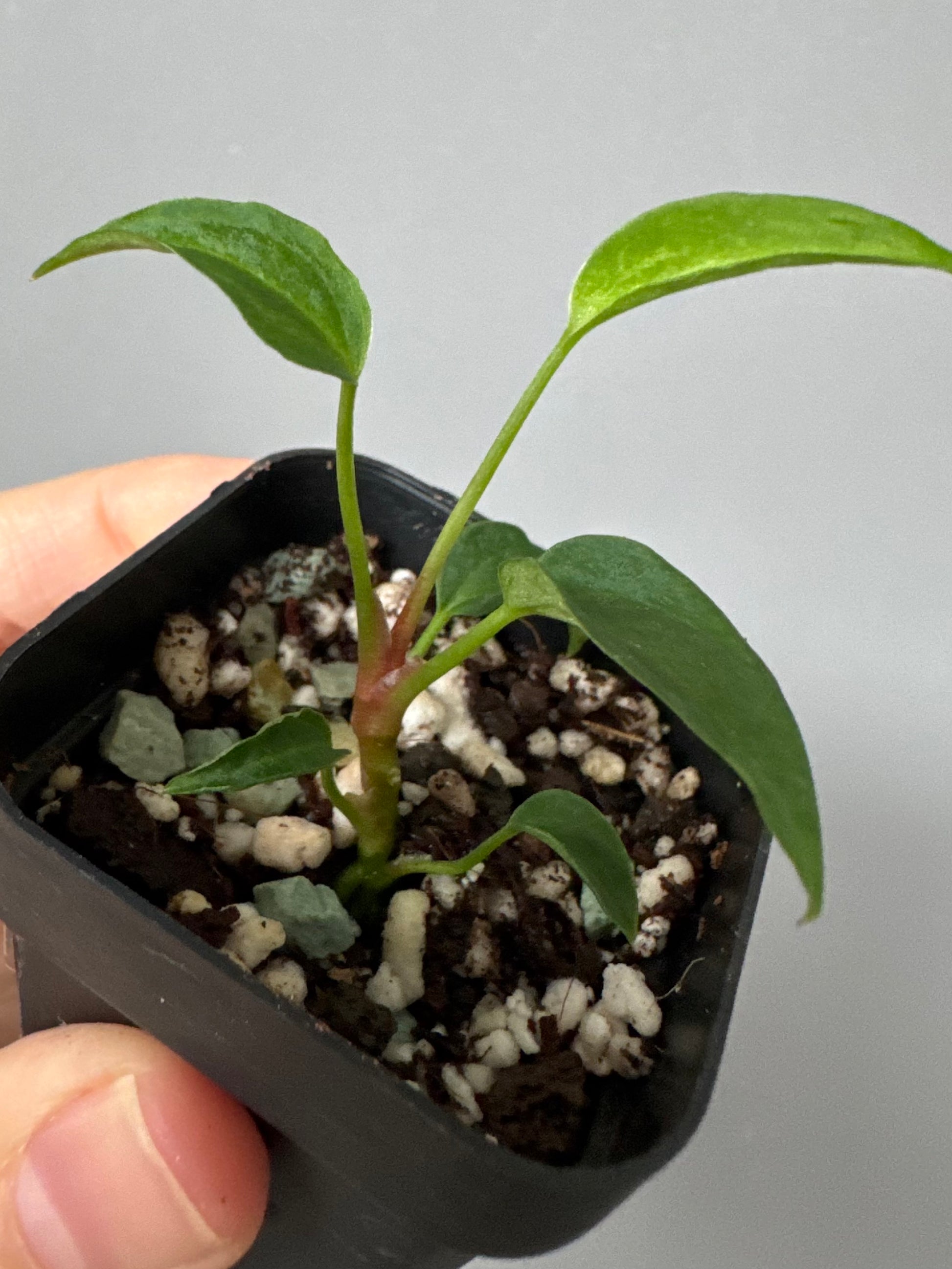 Anthurium ((magnificum x crystallinum) x NoID) X Papillilaminum - mutation 1