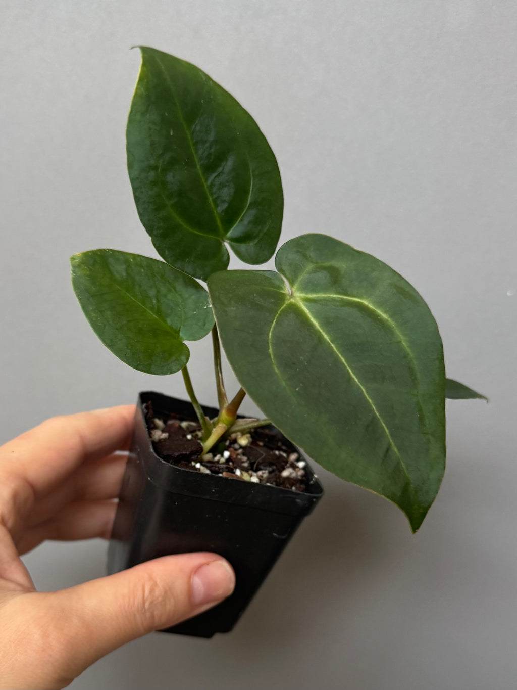 Anthurium (AOS x forgetii) x (NSE Red Crystallinum x Carlablackiae)