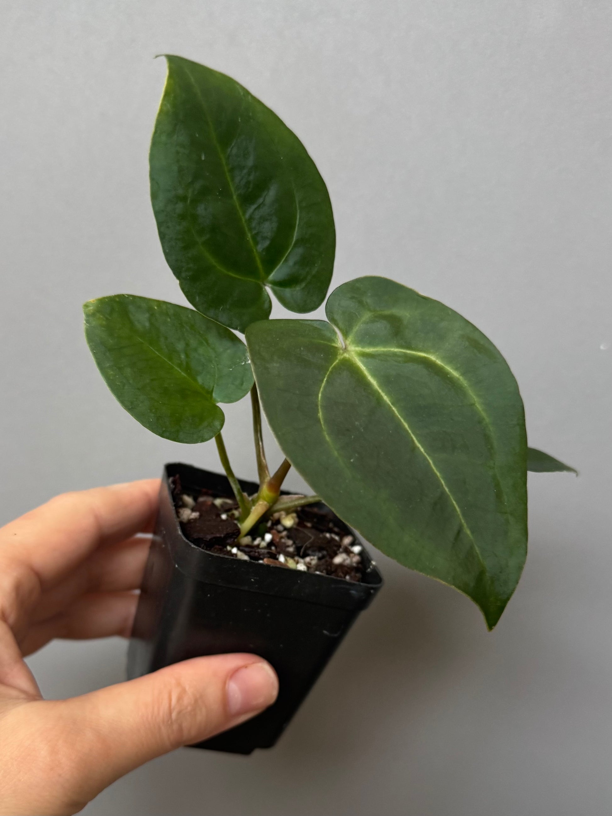 Anthurium (AOS x forgetii) x (NSE Red Crystallinum x Carlablackiae)