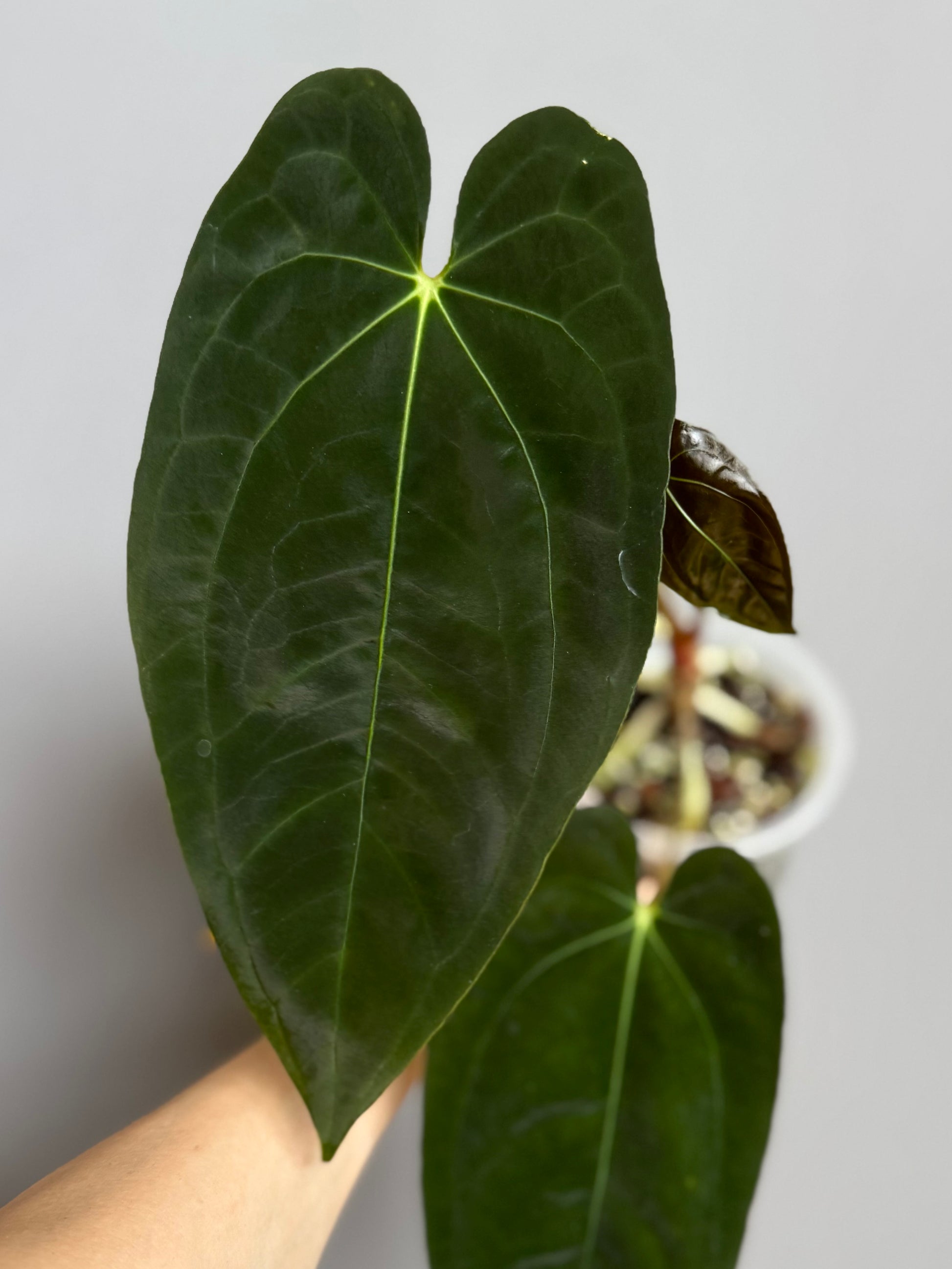 Papillilaminum K1xT5 #3