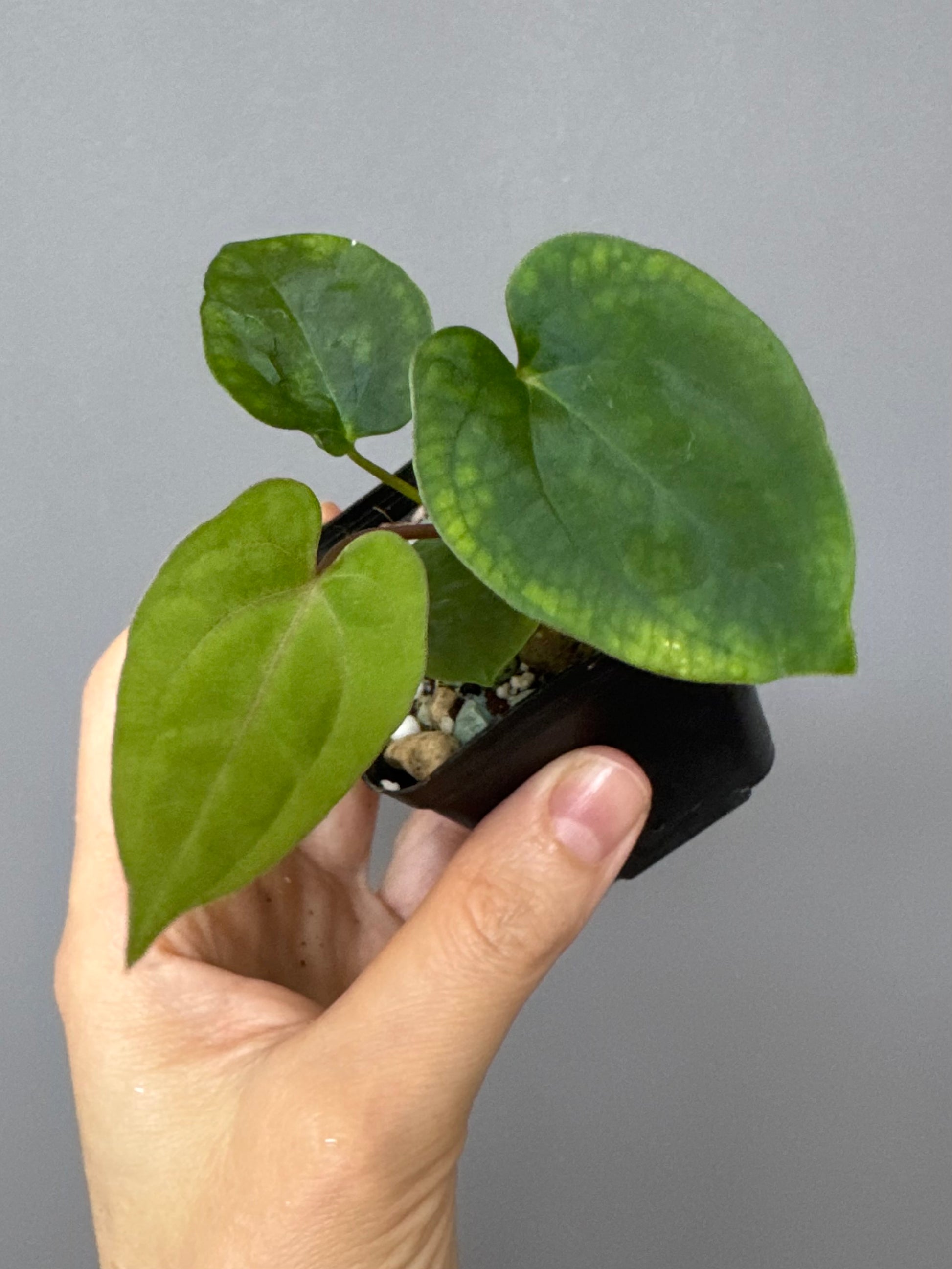 Anthurium Papillilaminum x FSxRVDP