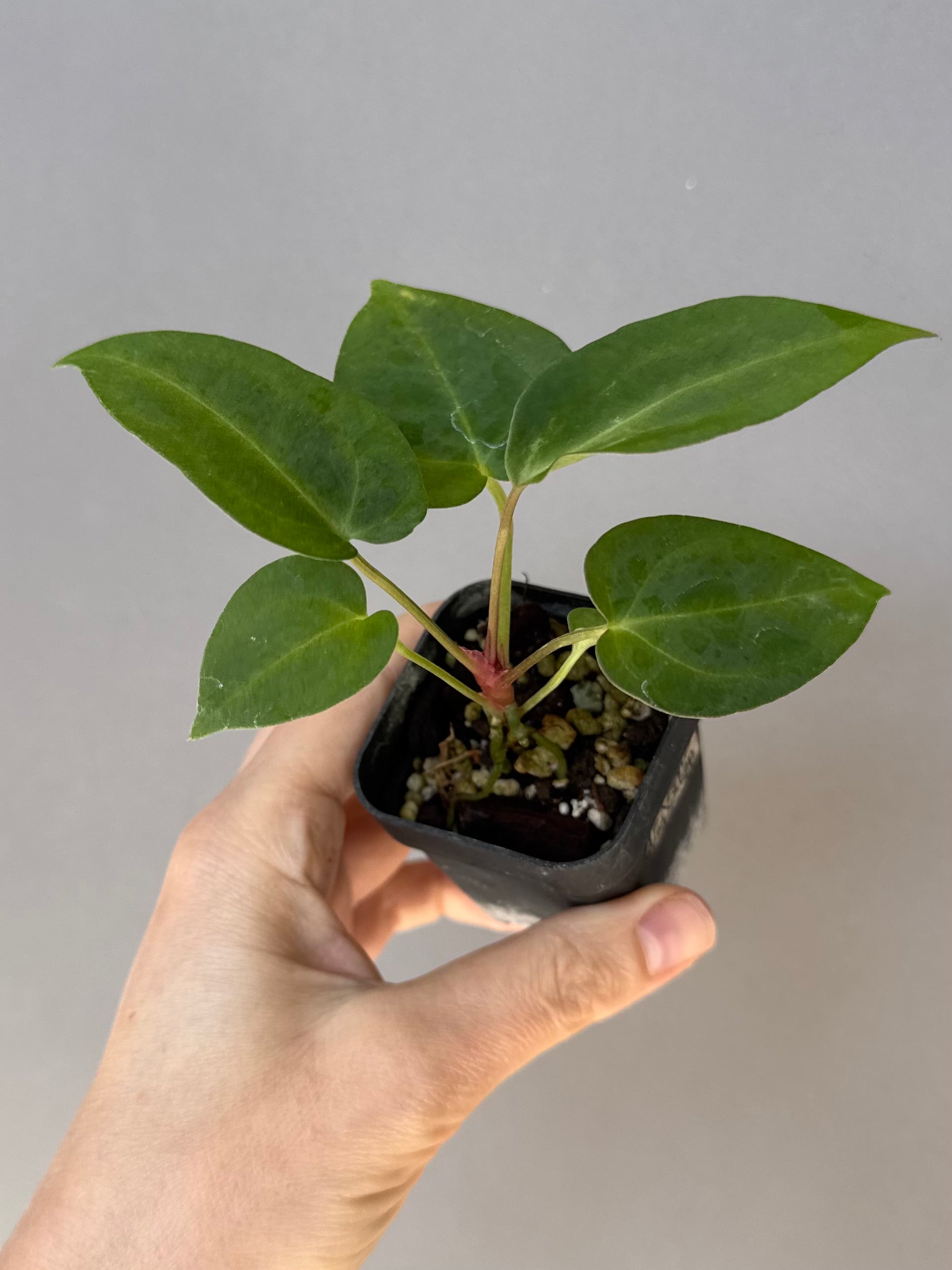 Anthurium (MagCrystal x NoID) x Papillilaminum