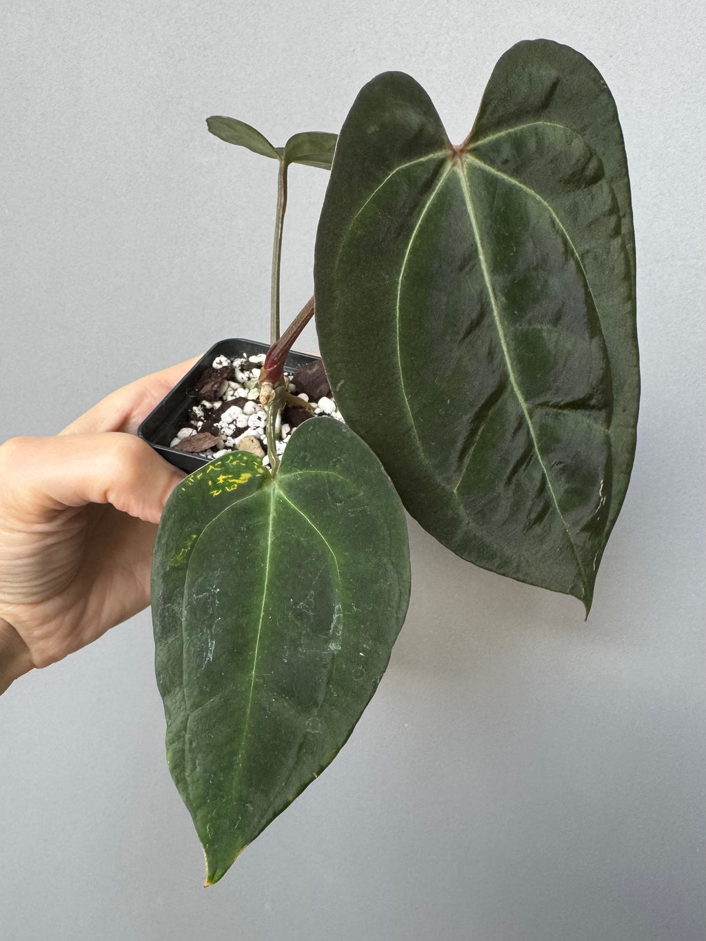 Anthurium (Papillilaminum Daniel x Besseae aff.) x  (NSE Red Crystallinum x Carlablackiae)