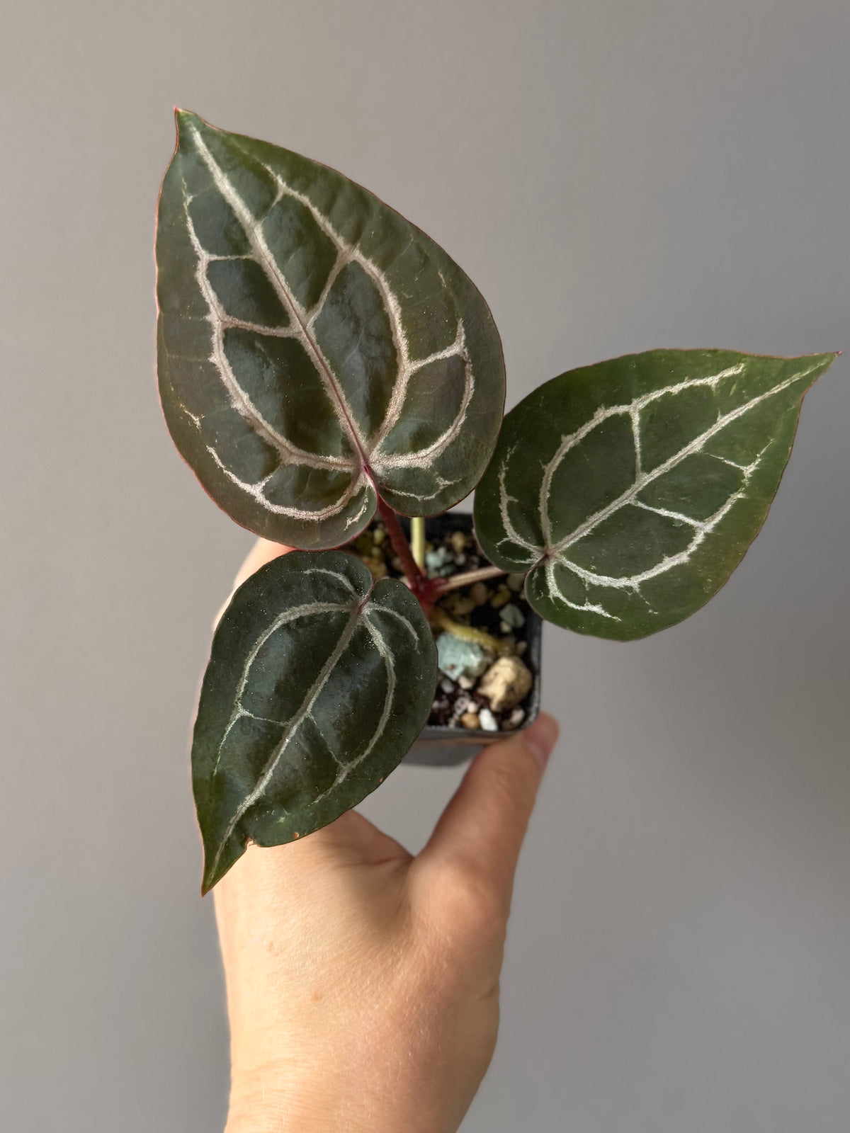 Anthurium ZxM x Michelle