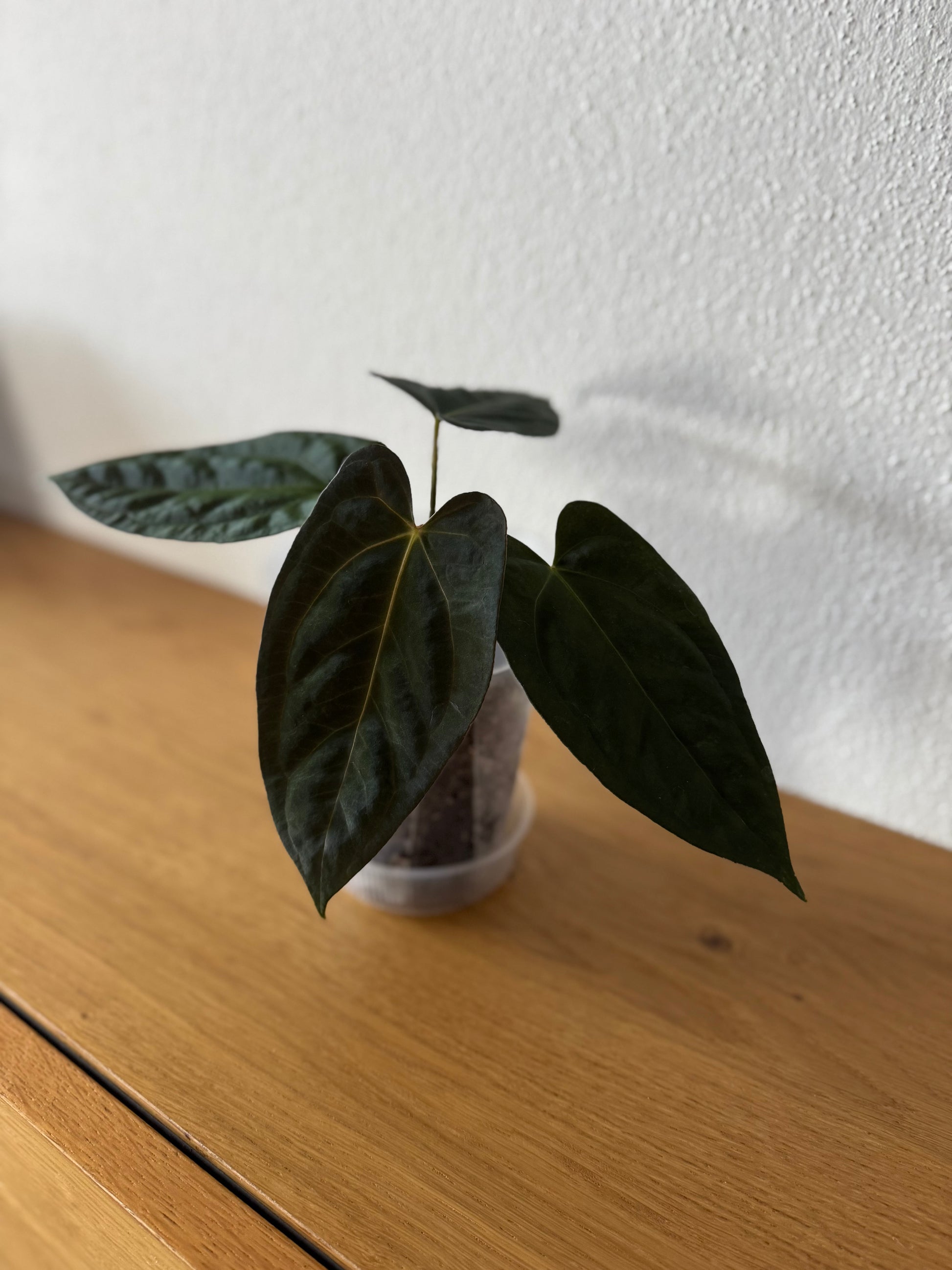 anthurium darkest panama Anthurium papillilaminum x Darkest Panama (#3) – crystallinum & co