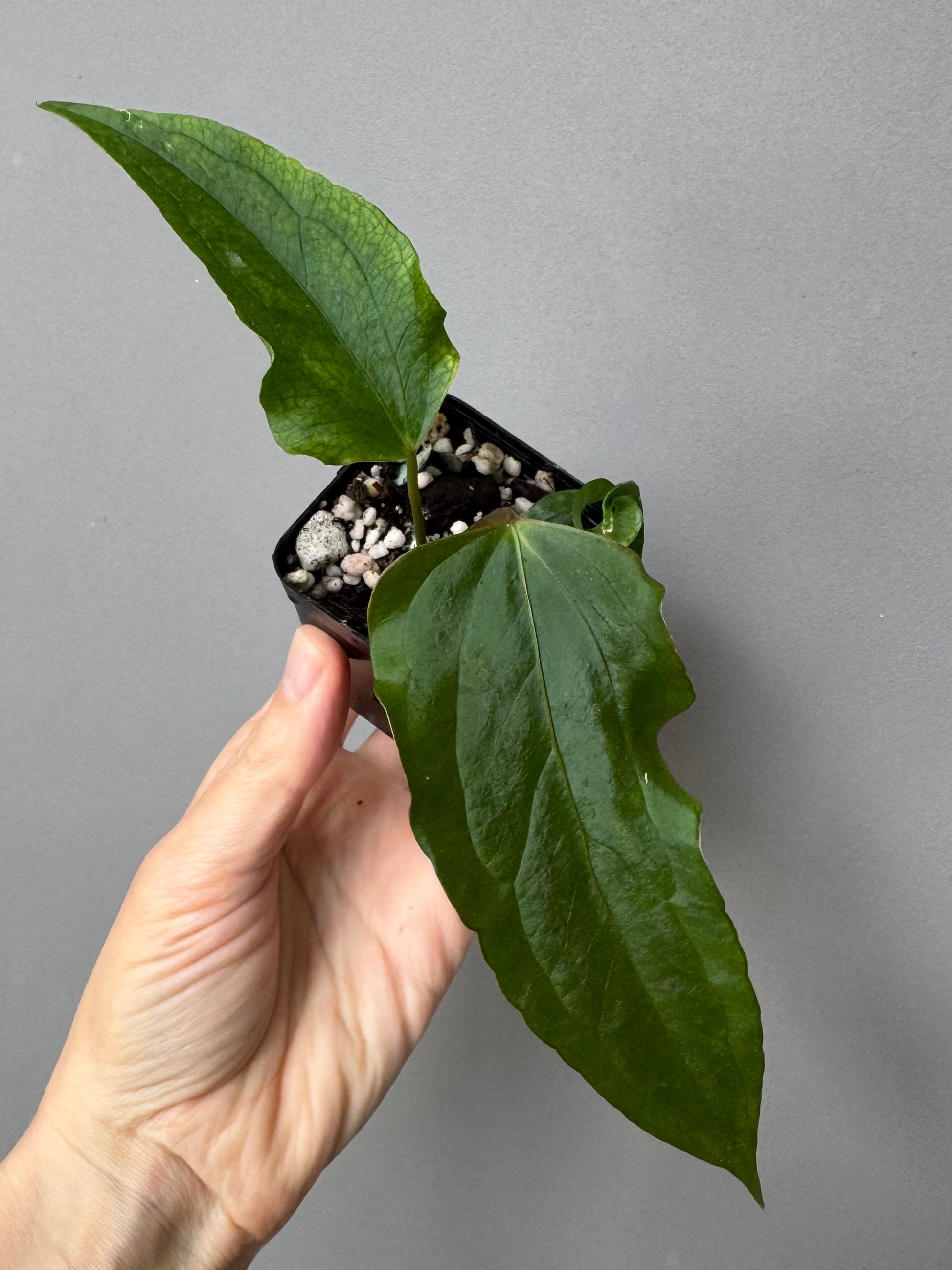 Anthurium Subsignatum Velvet x Ralph Lynam clone (#1) (by mathiuxaroid)