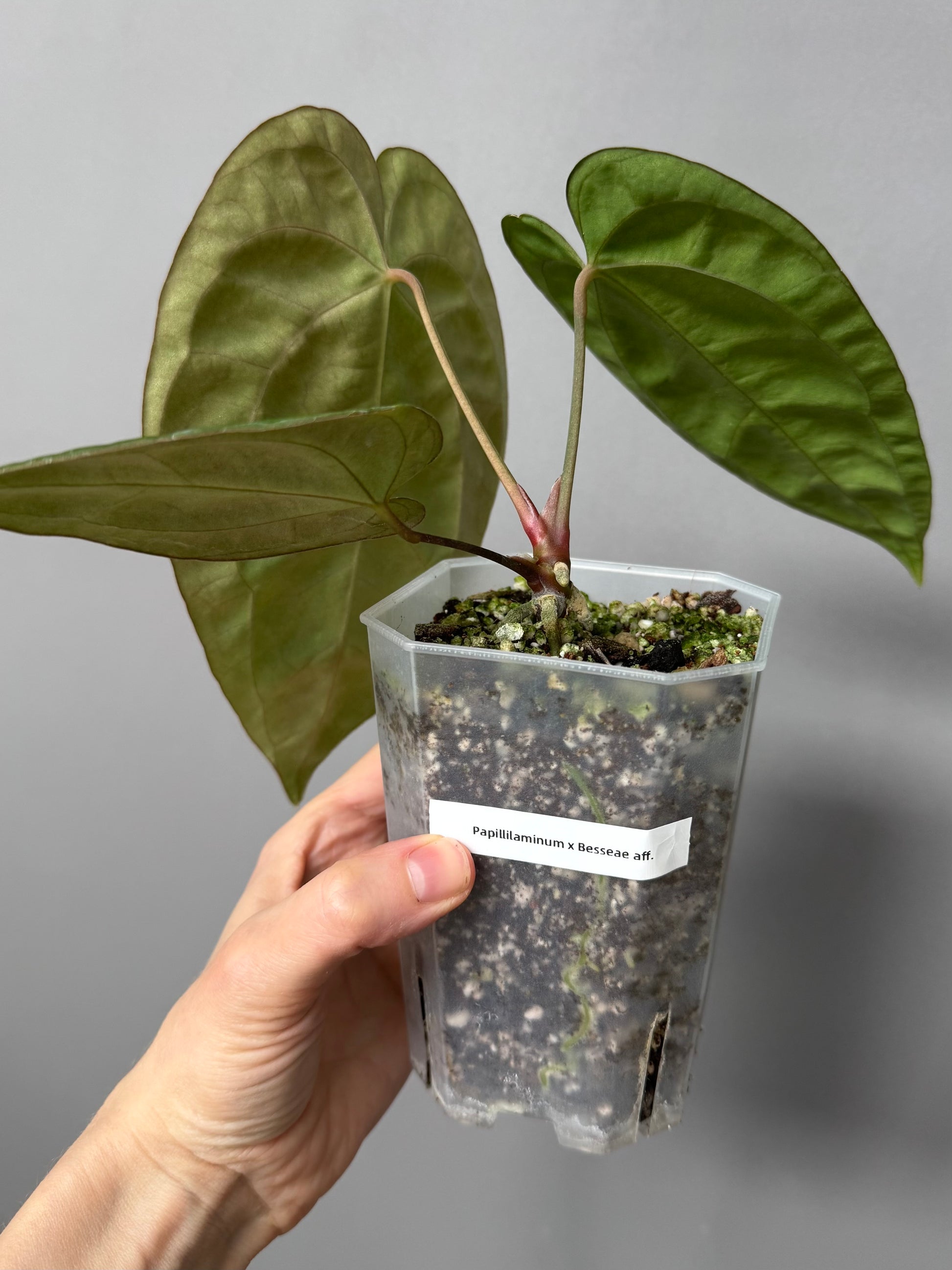 Anthurium papillilaminum x besseae aff.