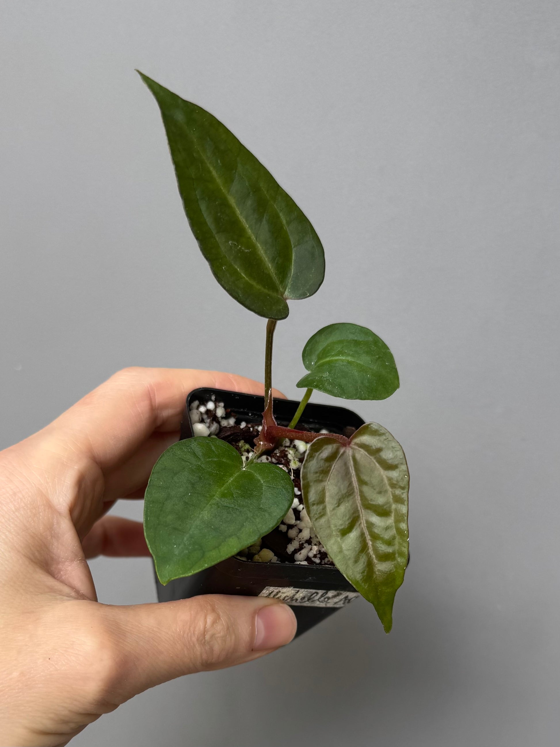 Anthurium Michelle x (AOS dfxgf)