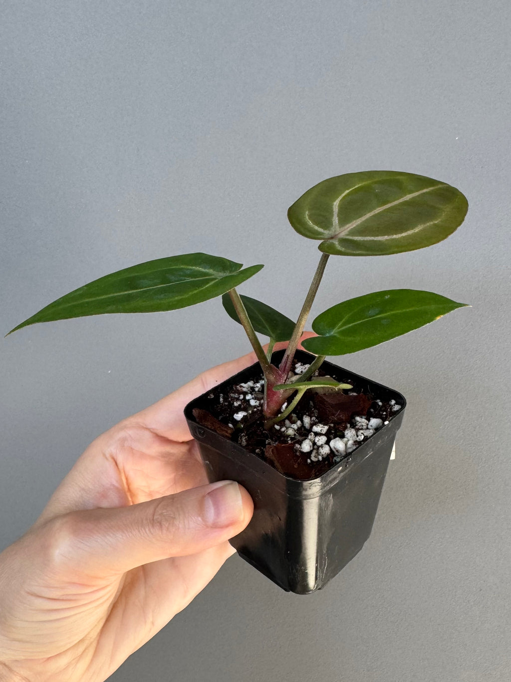 Anthurium (ZxM) x (NSE Red Crystallinum x Carlablackiae)