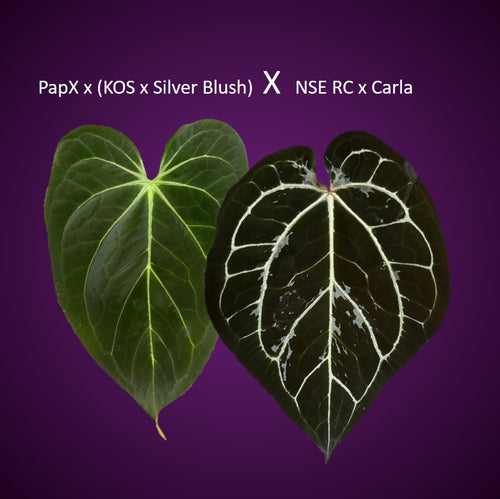 *NEW* (PapillilaminumX x (KOS x Silver Blush)) X (NSE Red Crystallinum x carlablackiae)- gekeimter Samen