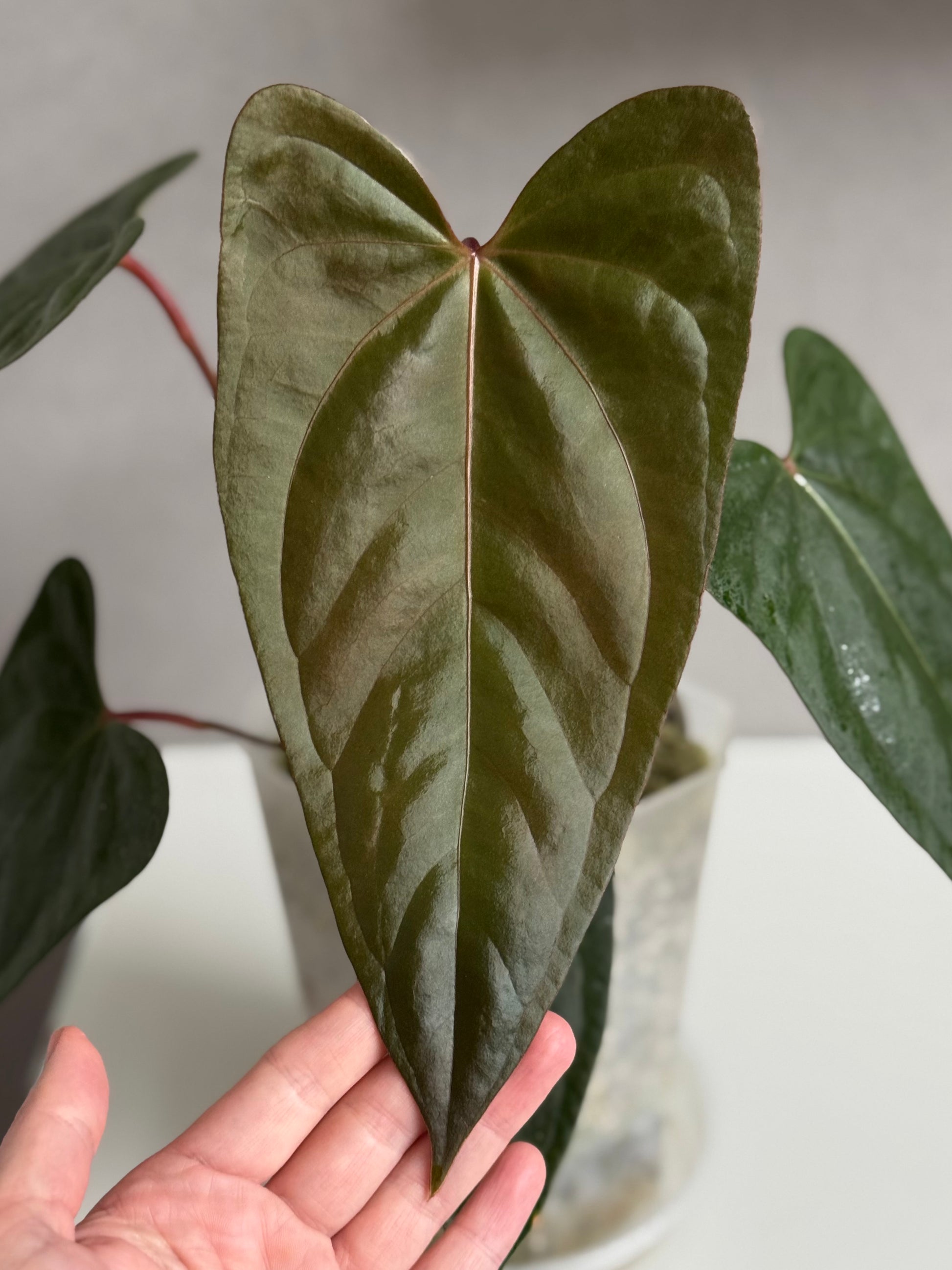 Anthurium Subsignatum x RVDP