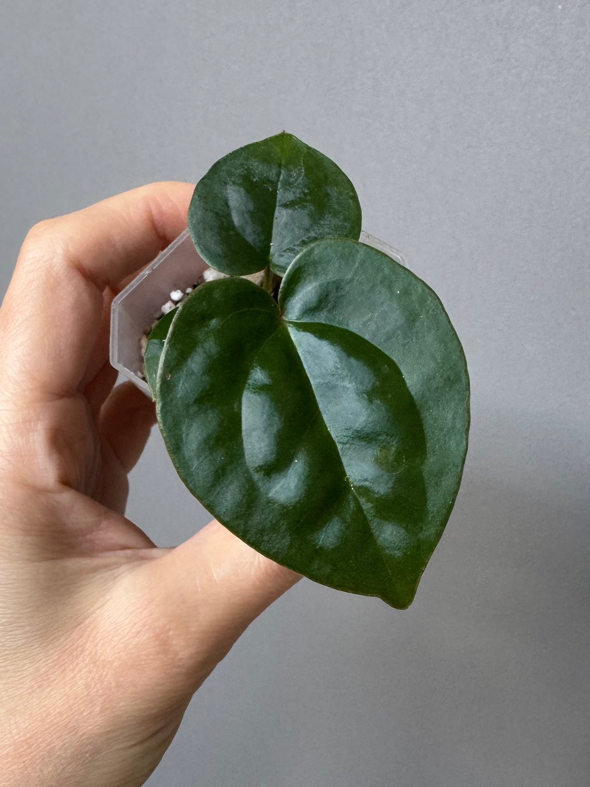 Anthurium ZxM x luxurians