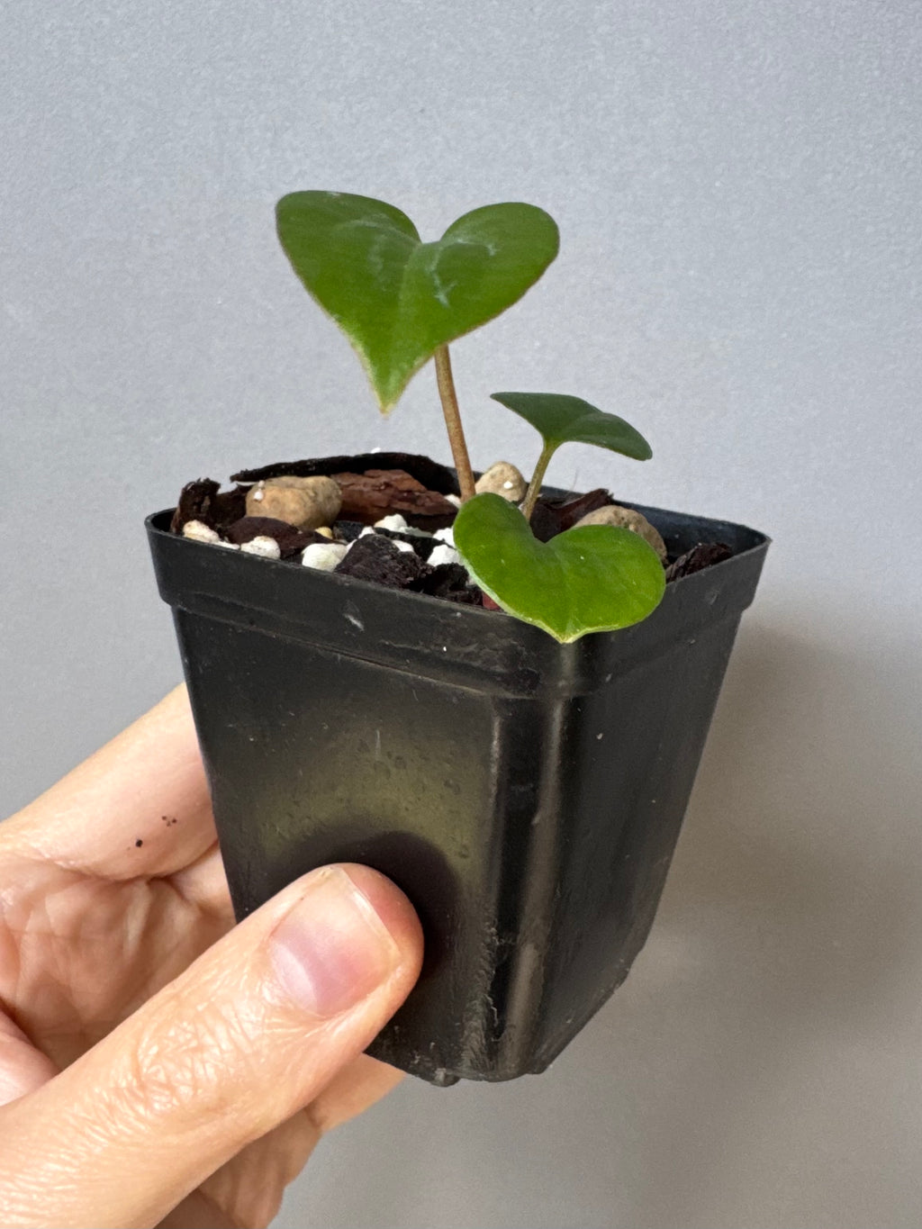 Anthurium RVDP - Red Vein Dark Phoenix - clone