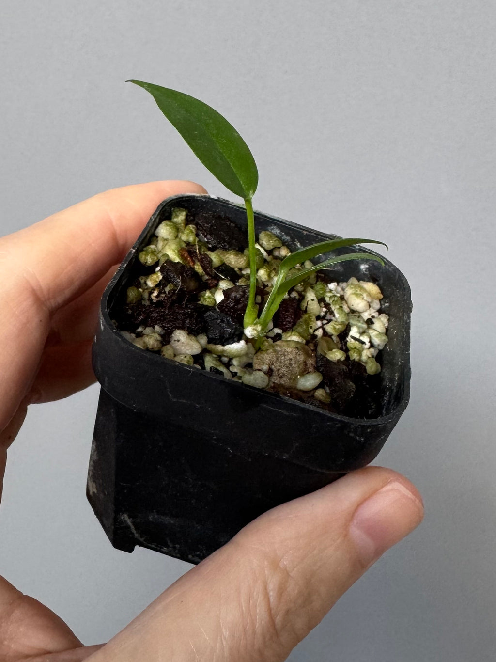 Anthurium wendlingeri
