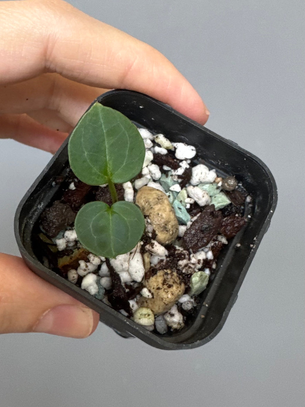 Anthurium (Crystal Select Color x Michelle) xself