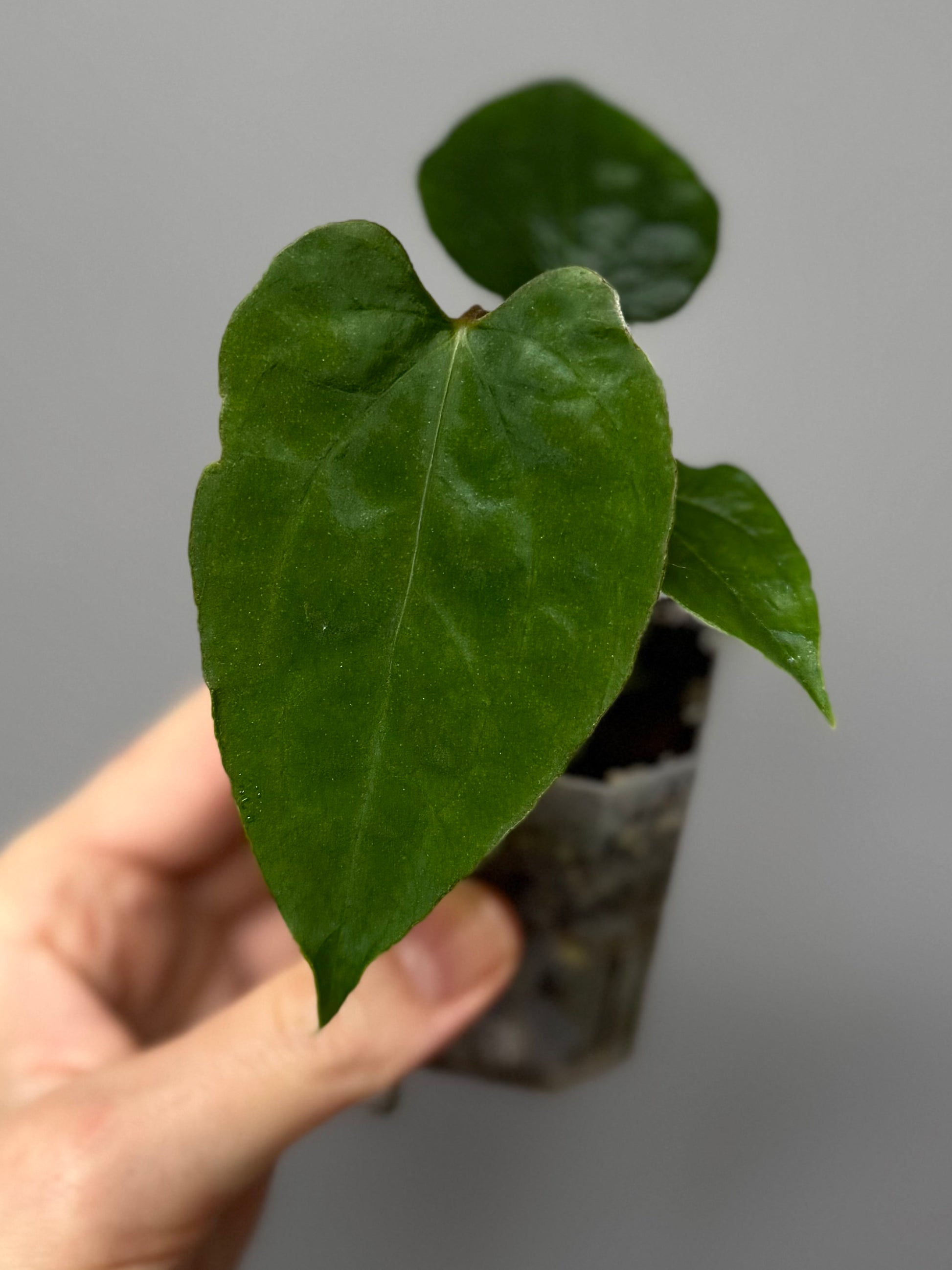 Anthurium papillilaminum Ralph Lynam xself (Dwane/nodeboi)